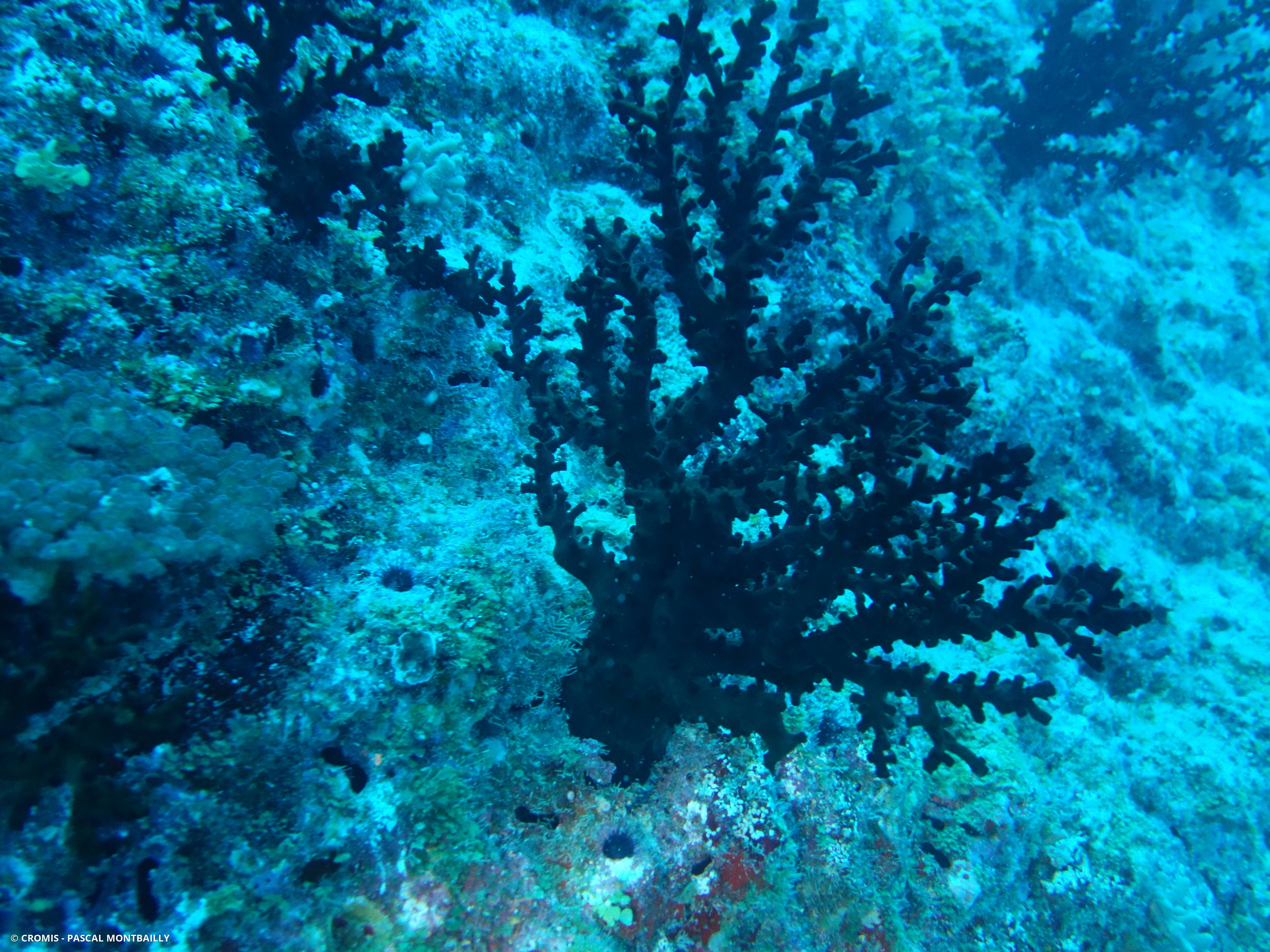 Tubastrée arborescente