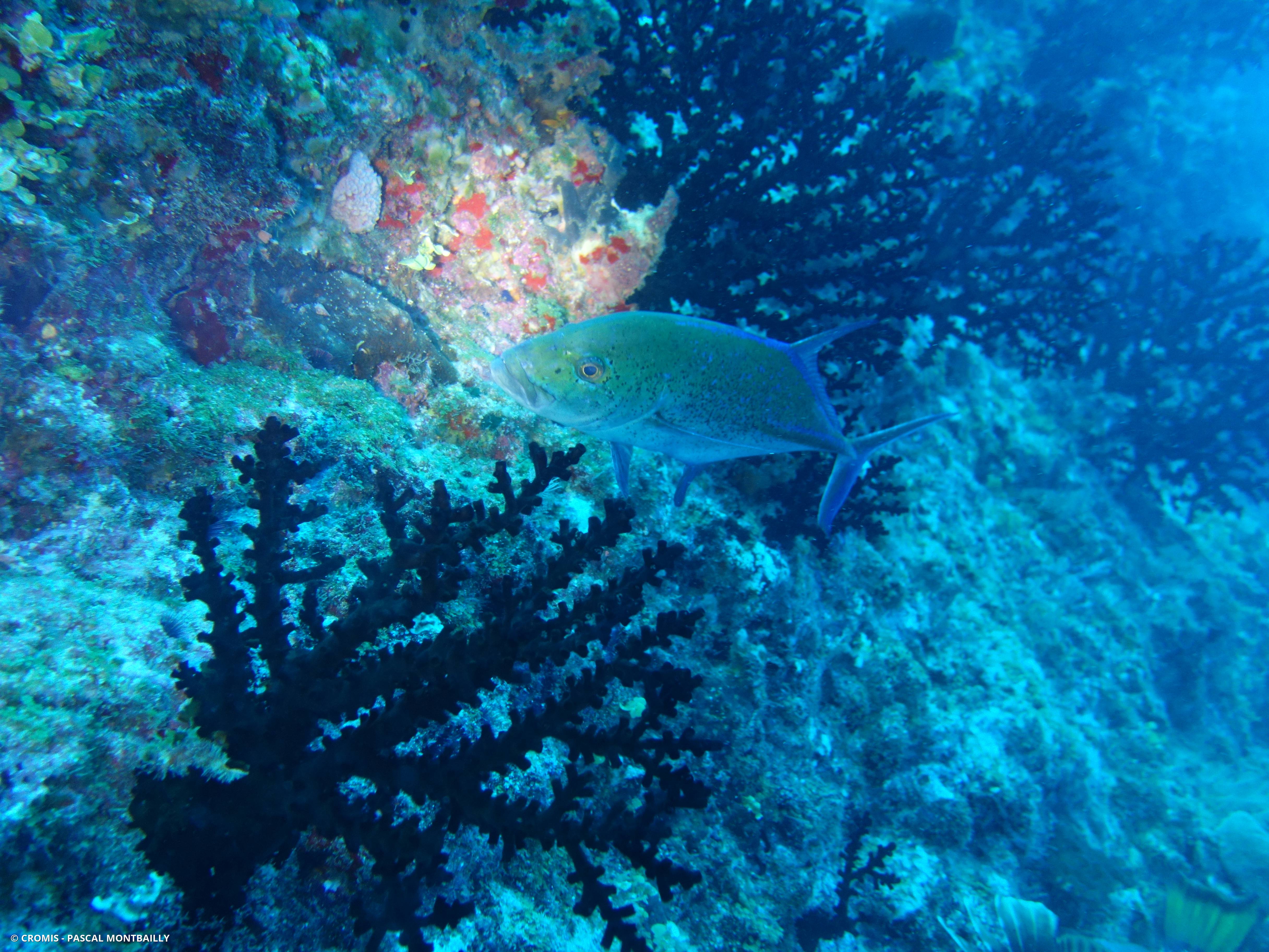 Carangue bleue