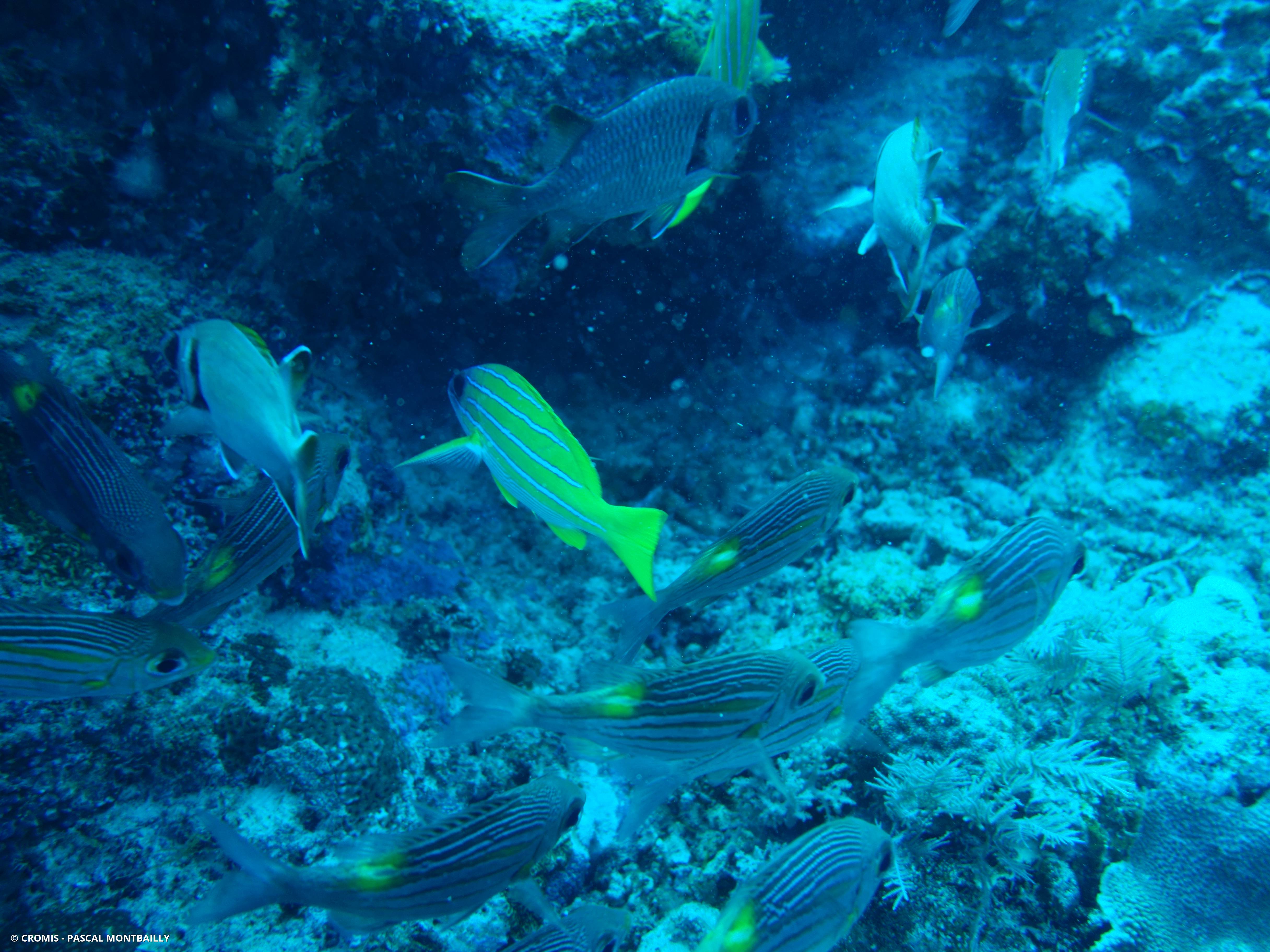 Vivaneau à raies bleues