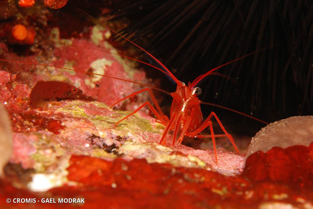 Crevette nettoyeuse rouge