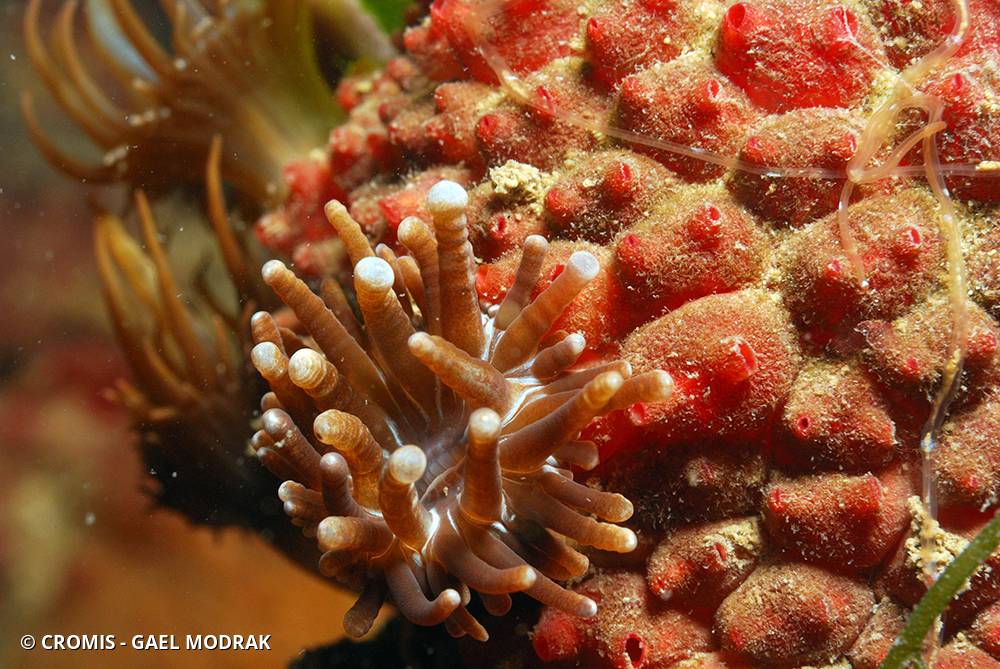Distome de Hupfer