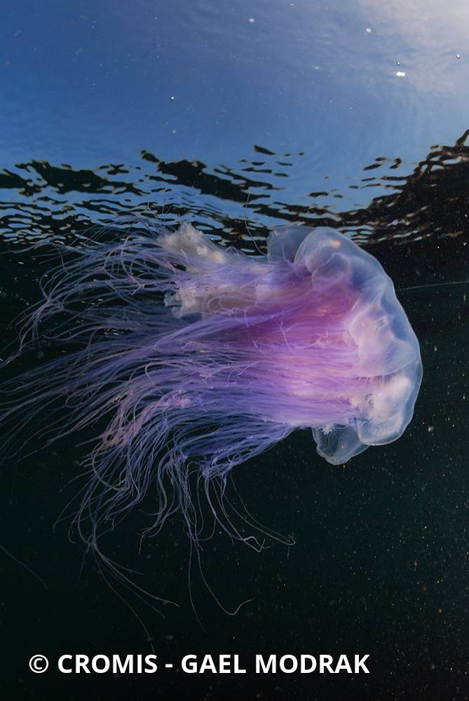 Cyanée de Lamarck