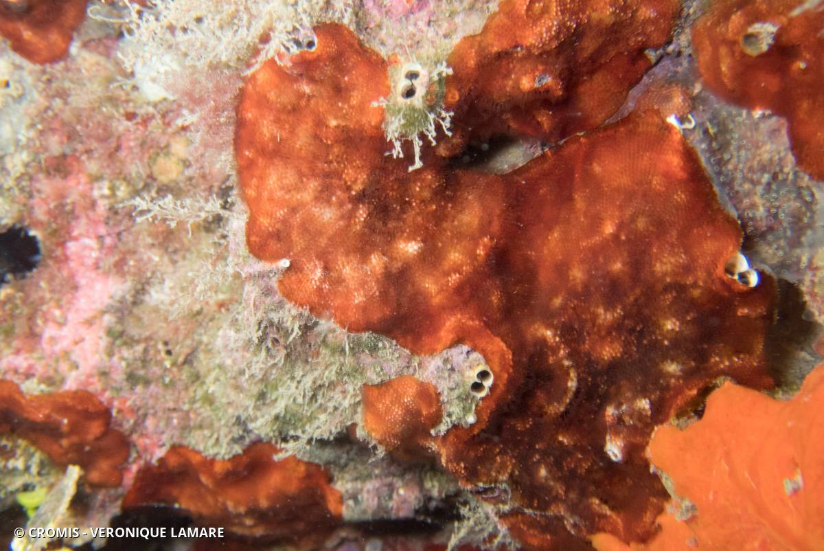 Bryozoaire encroûtant rouge