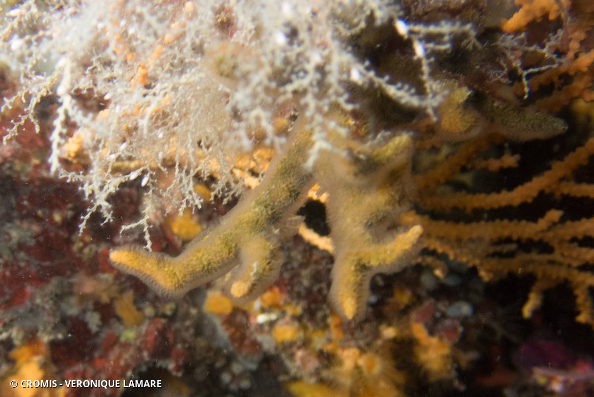 Turbicellépore cornu de Méditerranée