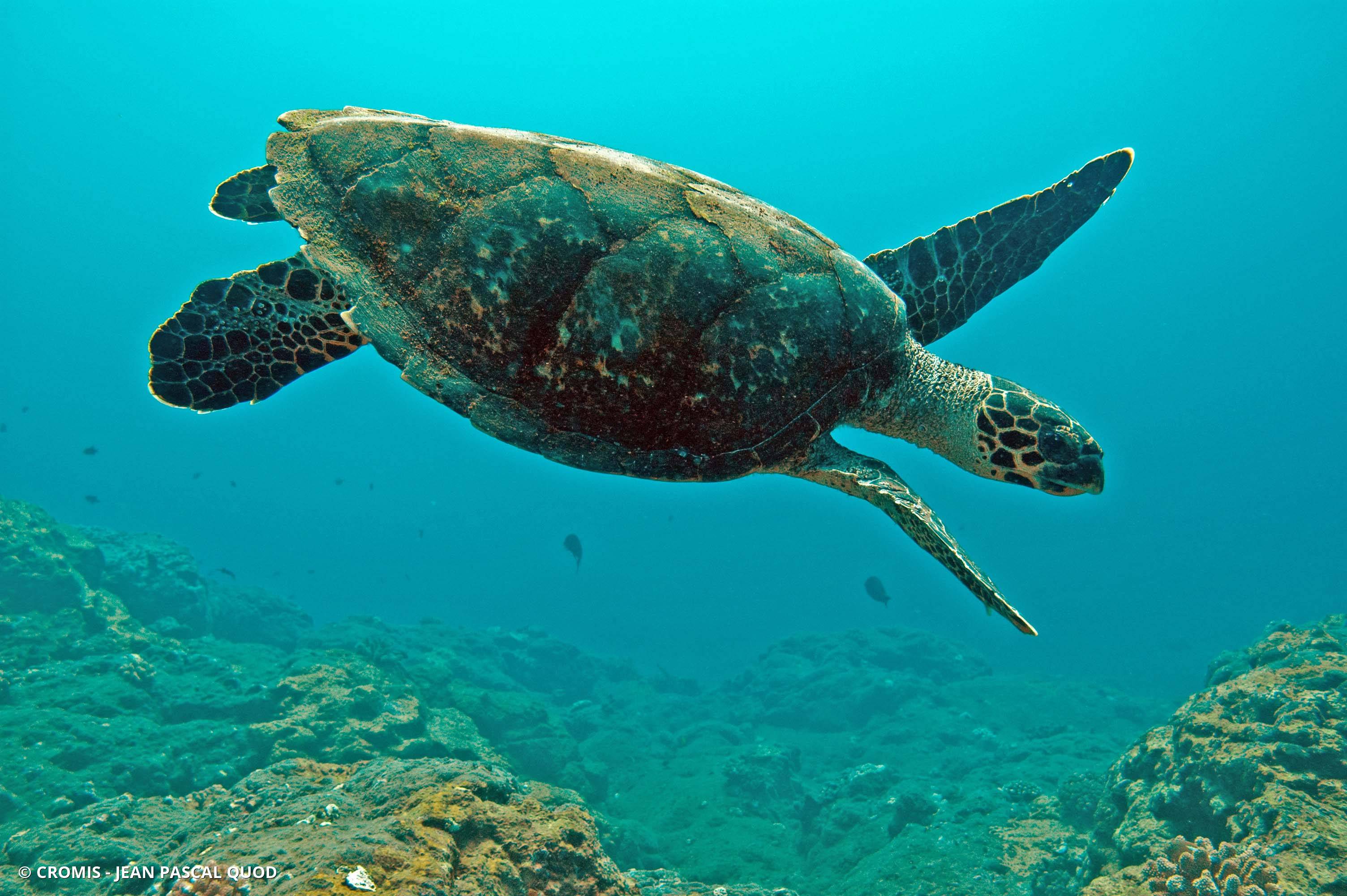 Tortue imbriquée