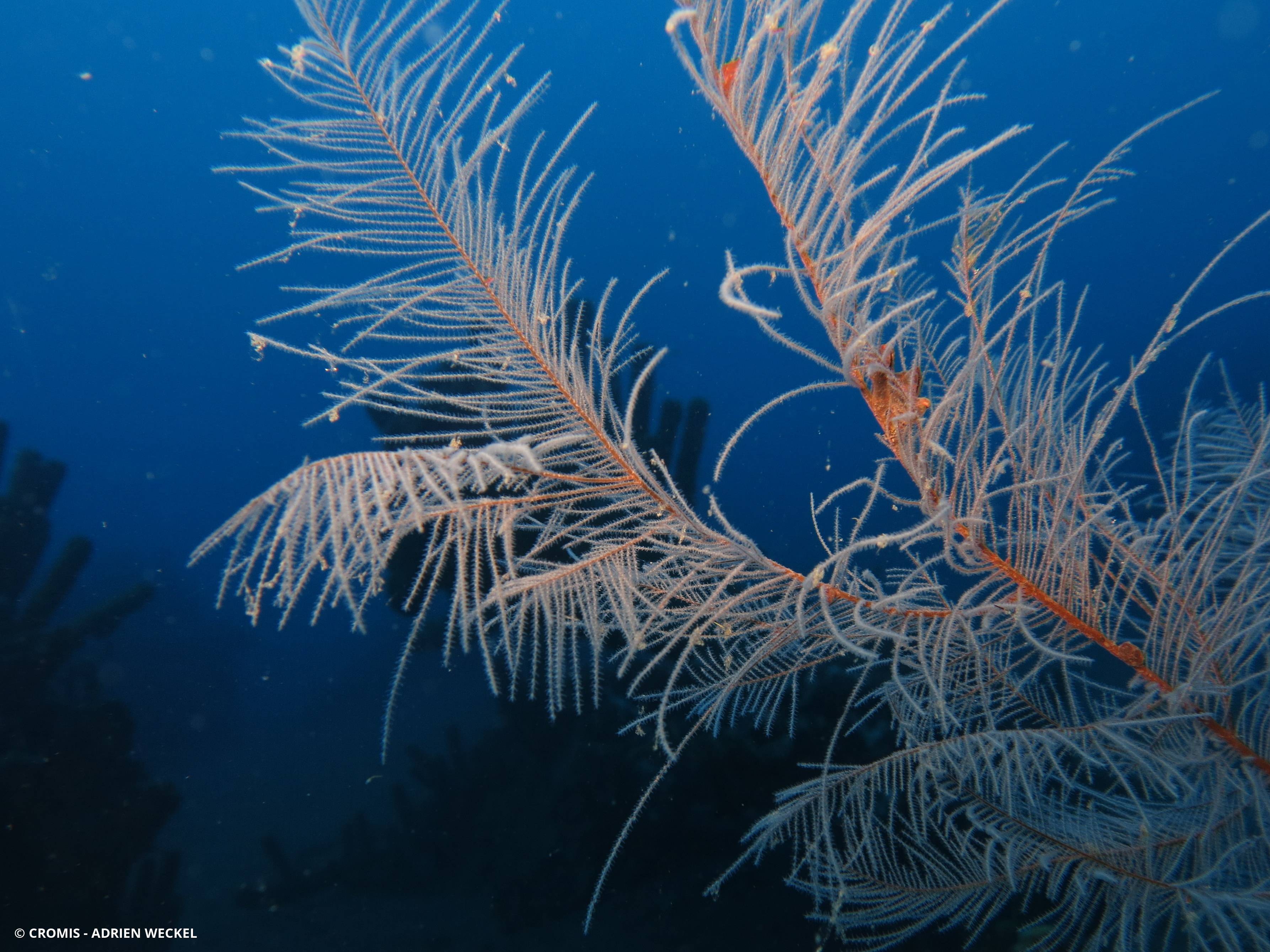 Corail noir plumeux