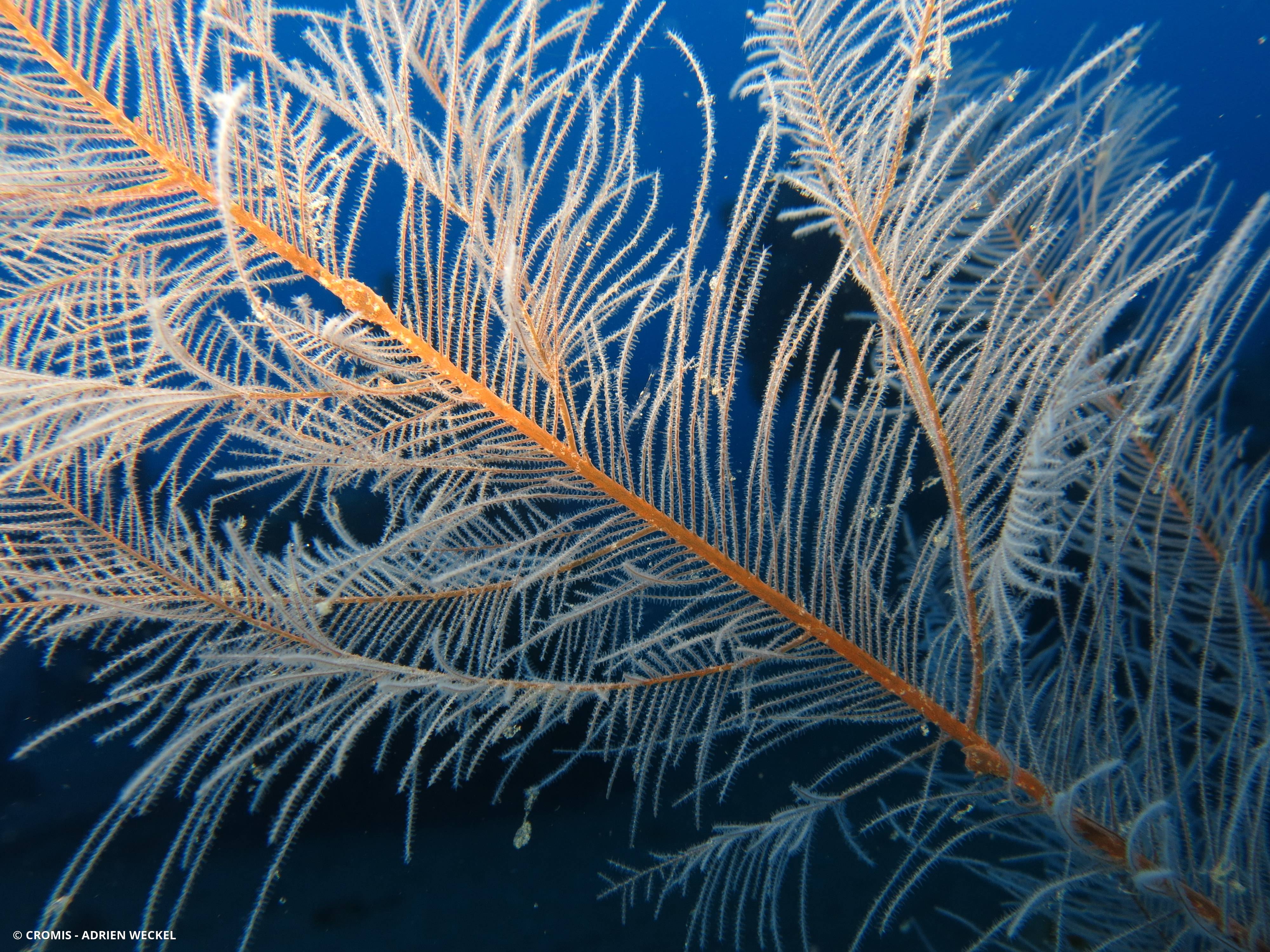 Corail noir plumeux