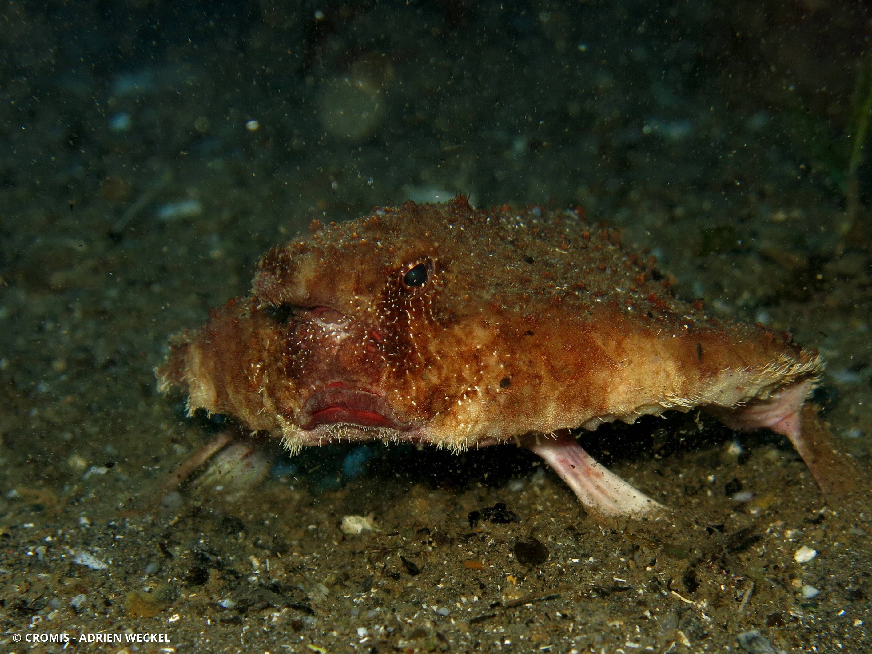 Poisson-chauve-souris à ventre rouge