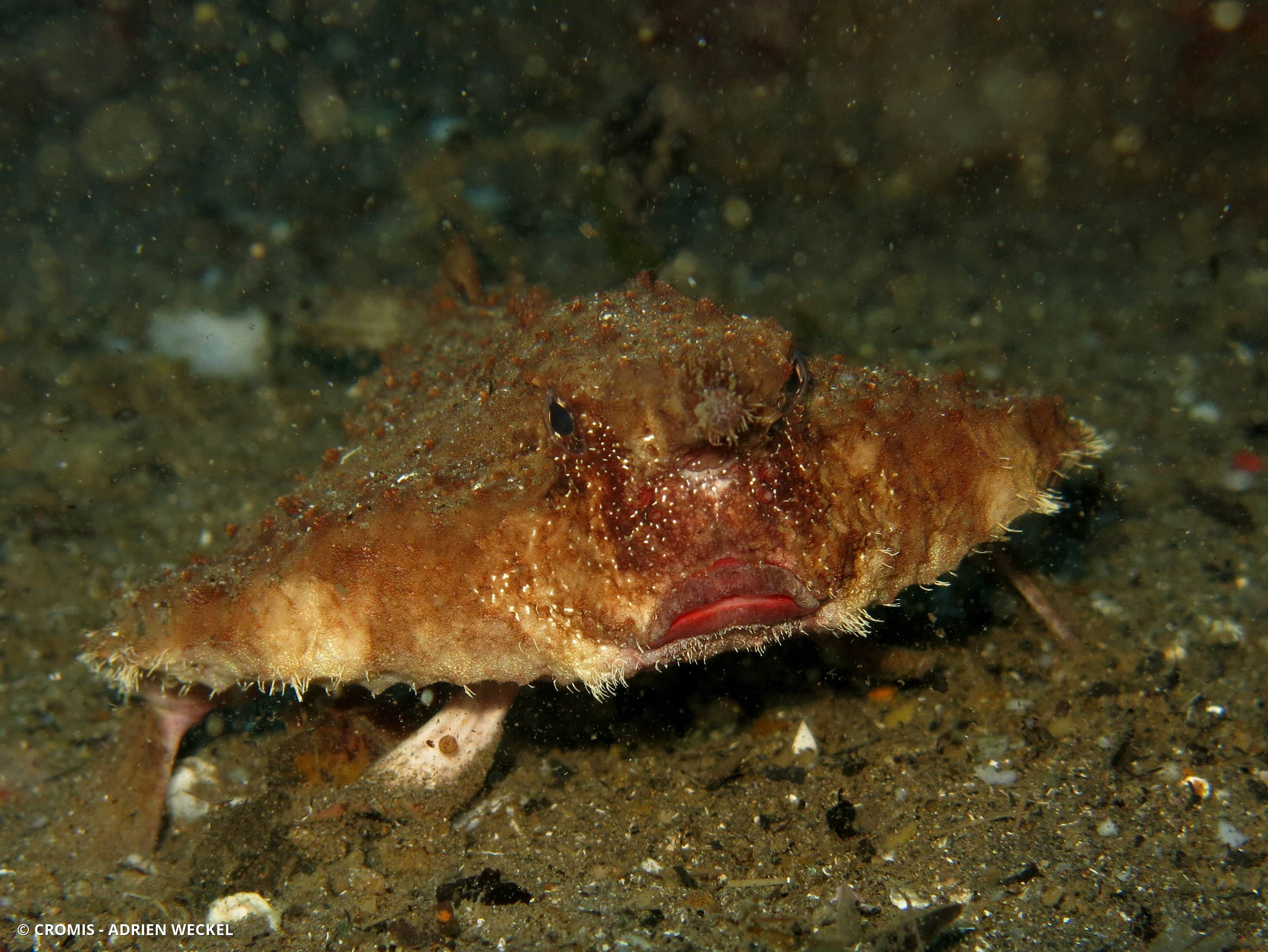 Poisson-chauve-souris à ventre rouge