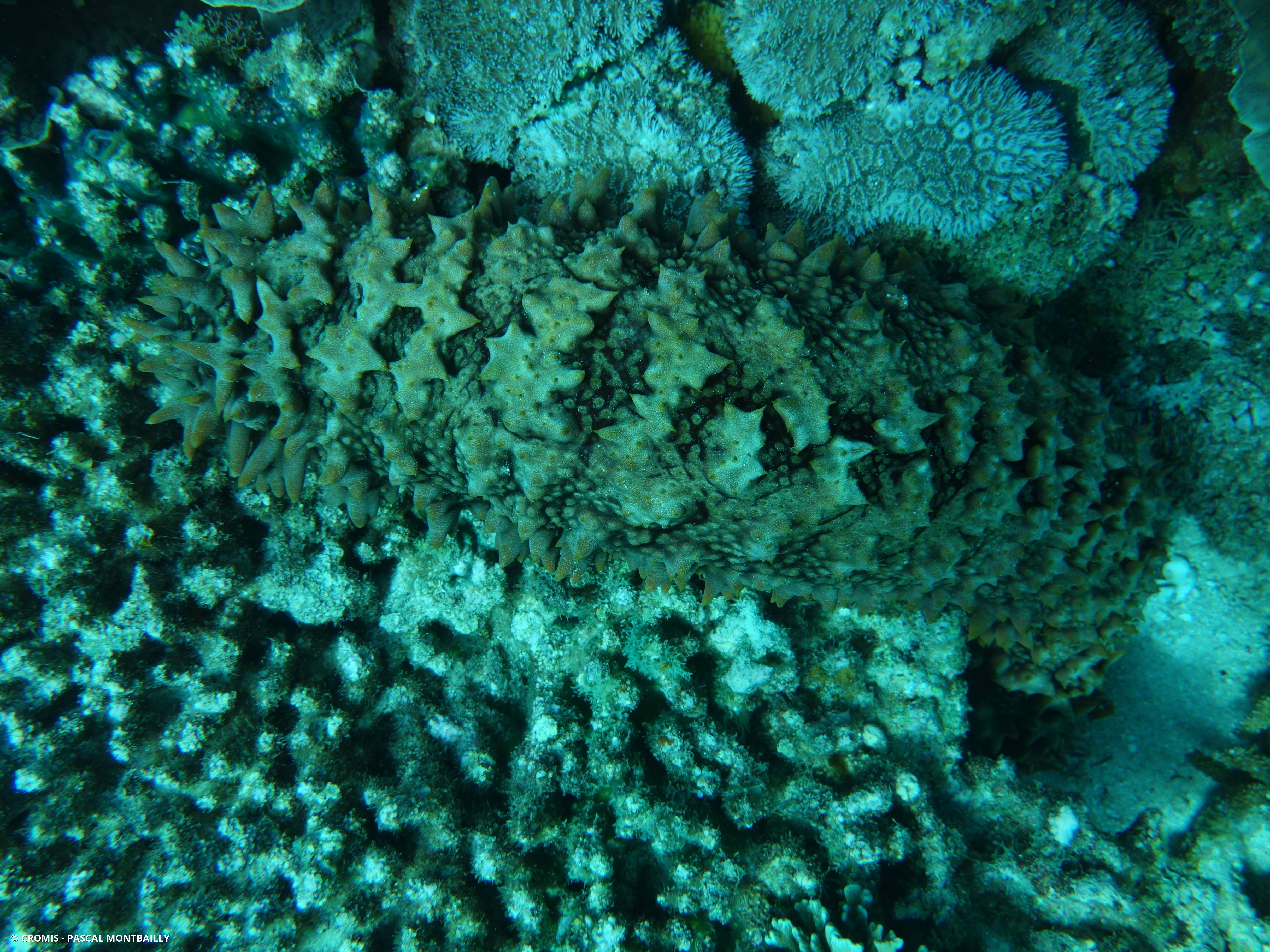 Concombre de mer épineux