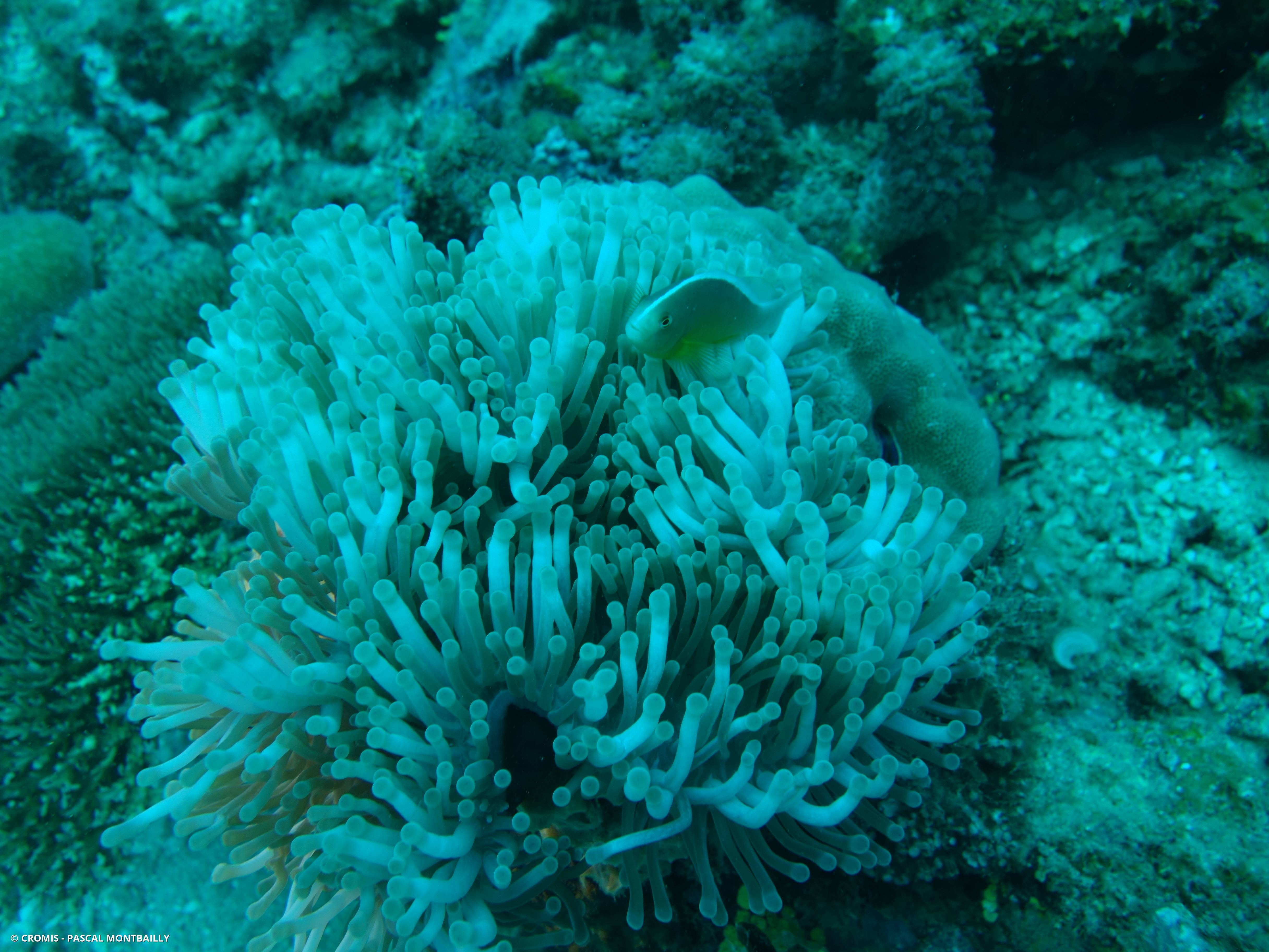 Poisson-clown mouffette