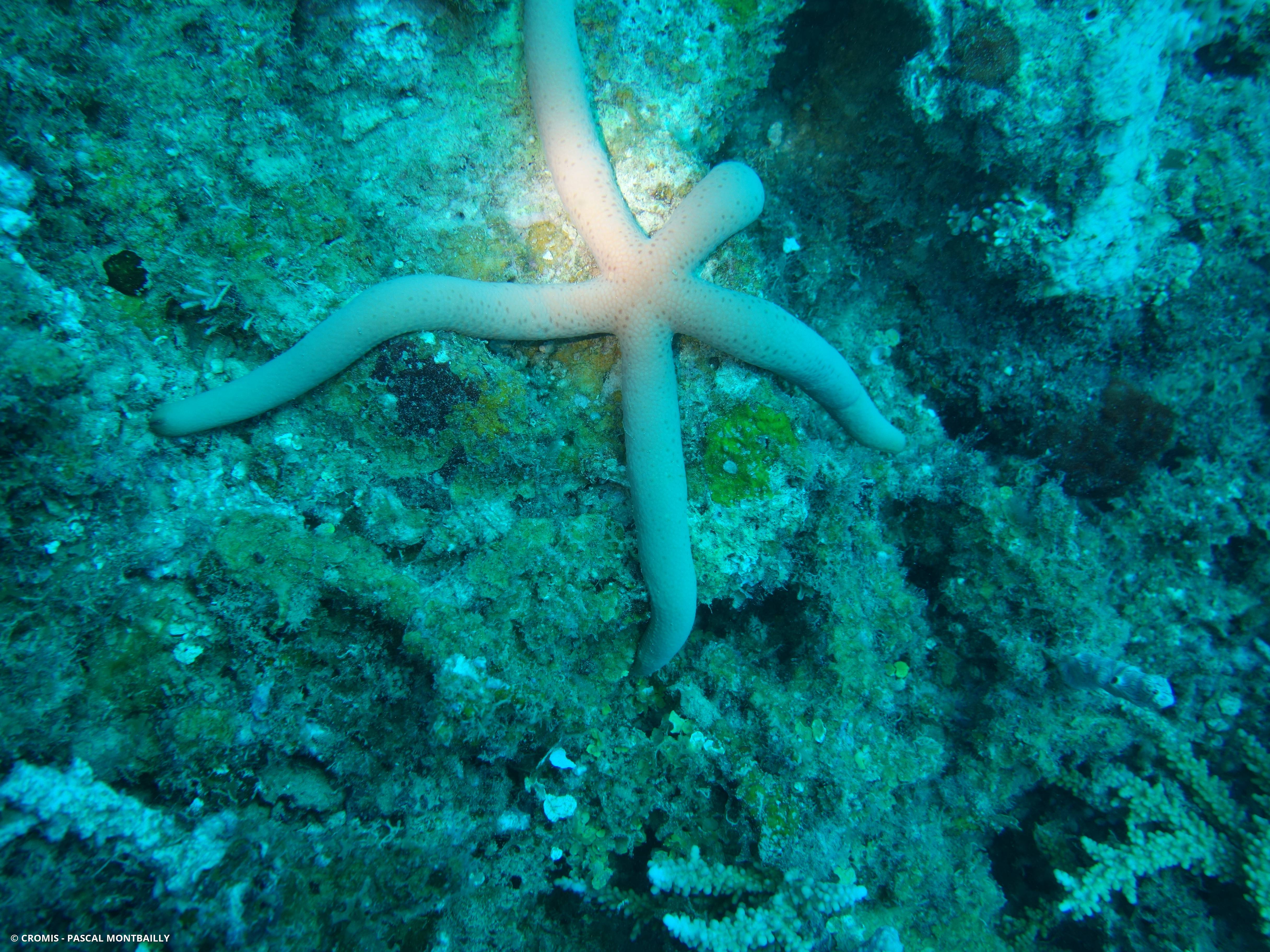 Etoile comète de Floride