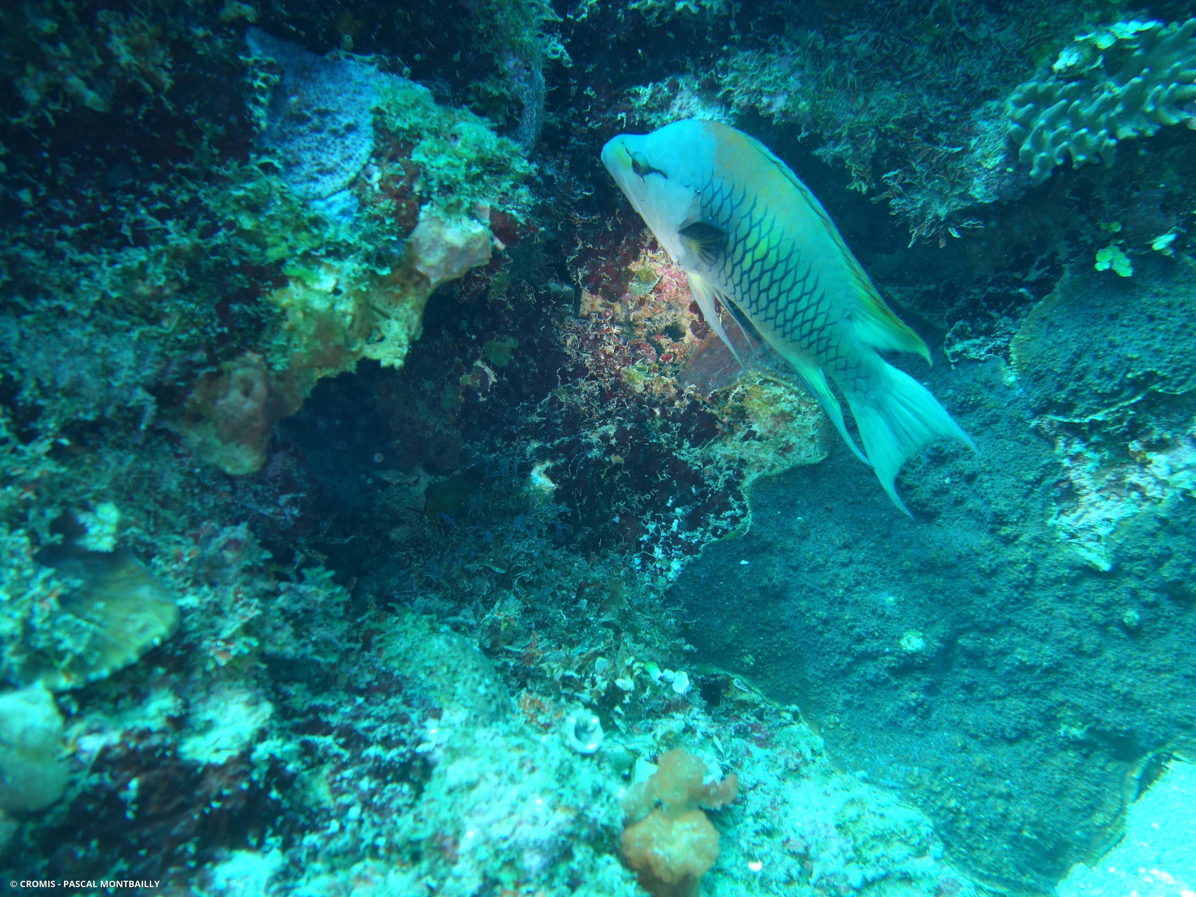 Epibule gourami