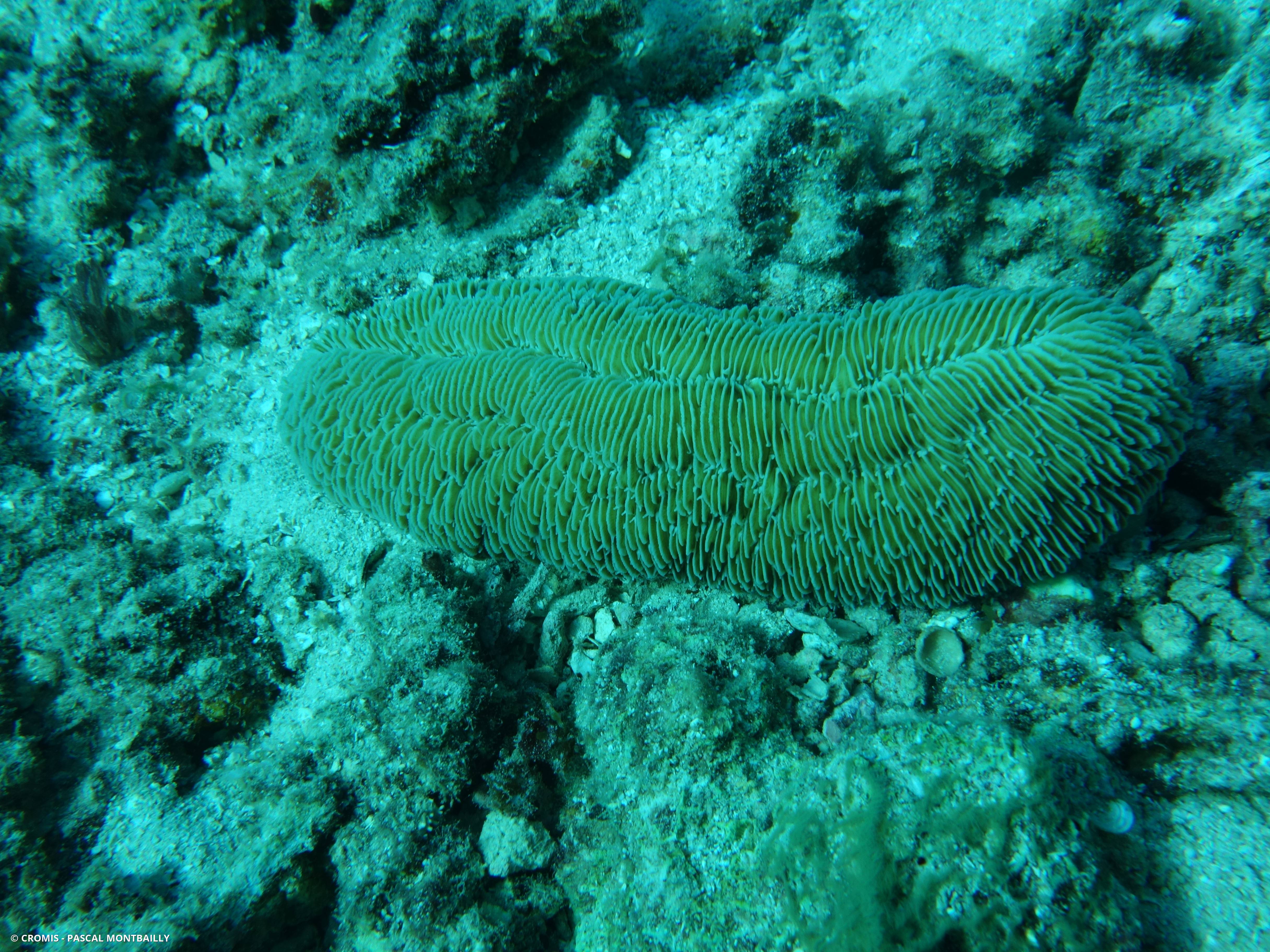 Corail boomerang