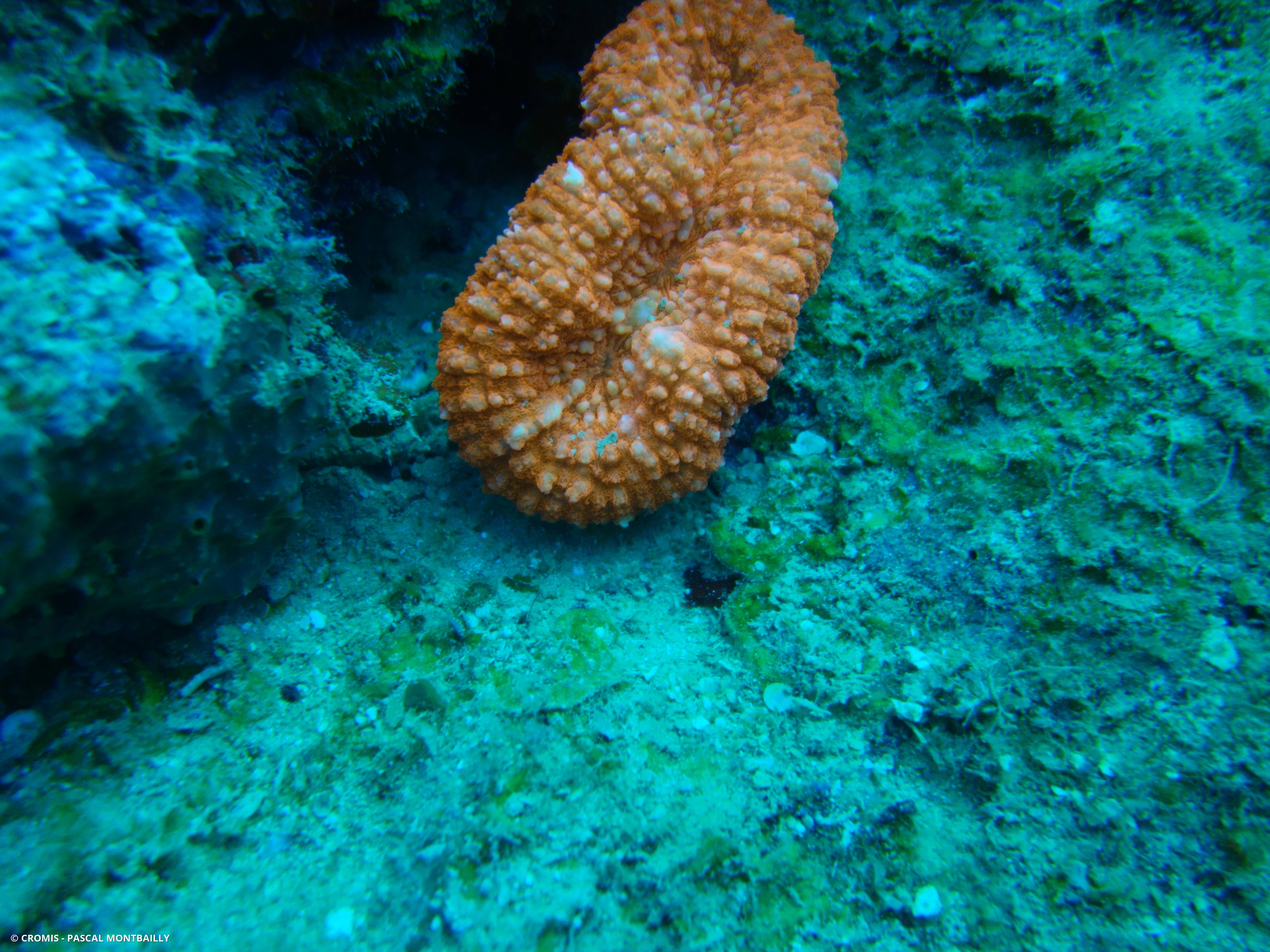 Trachyphyllia
