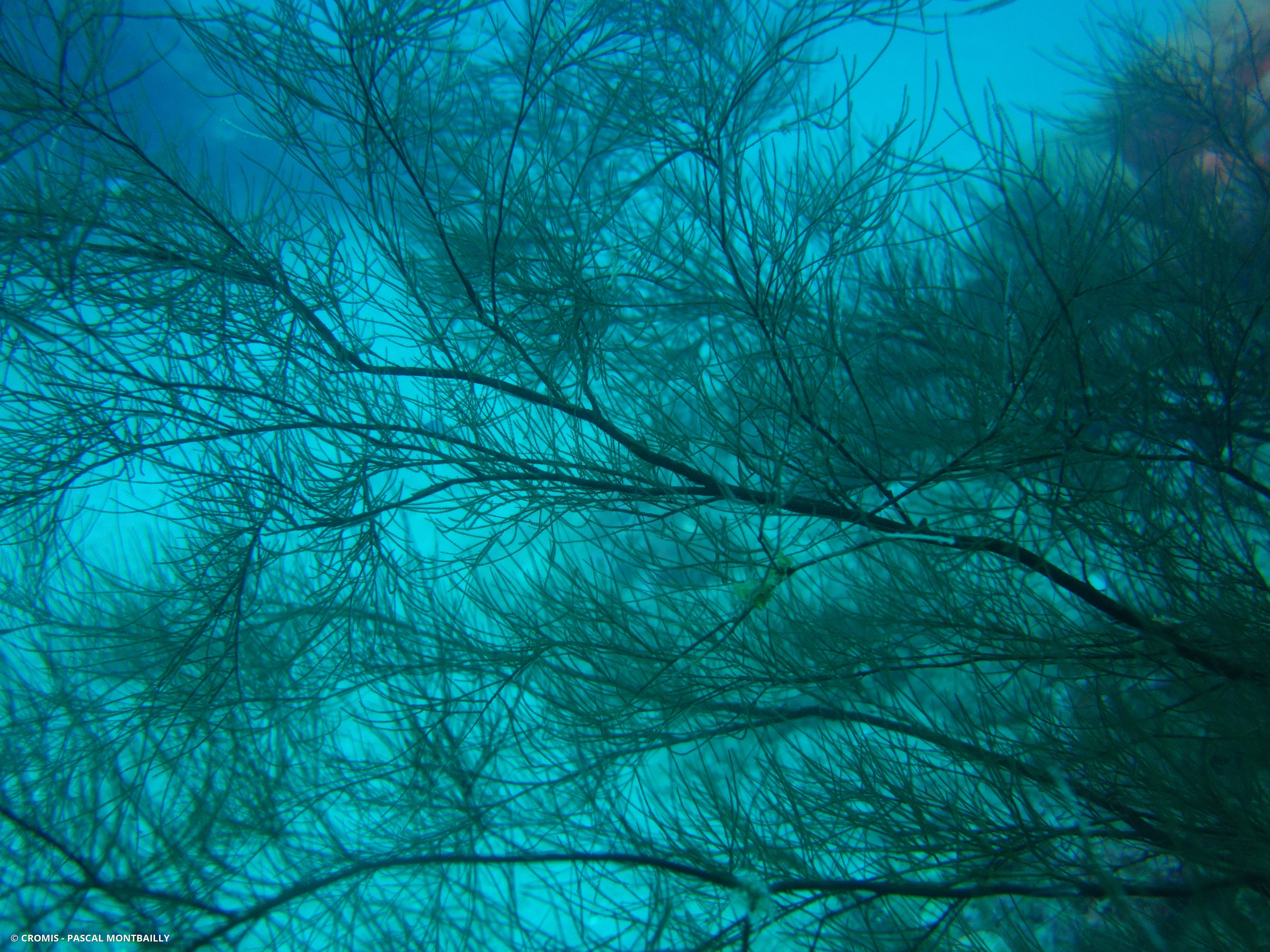 Corail noir tropical