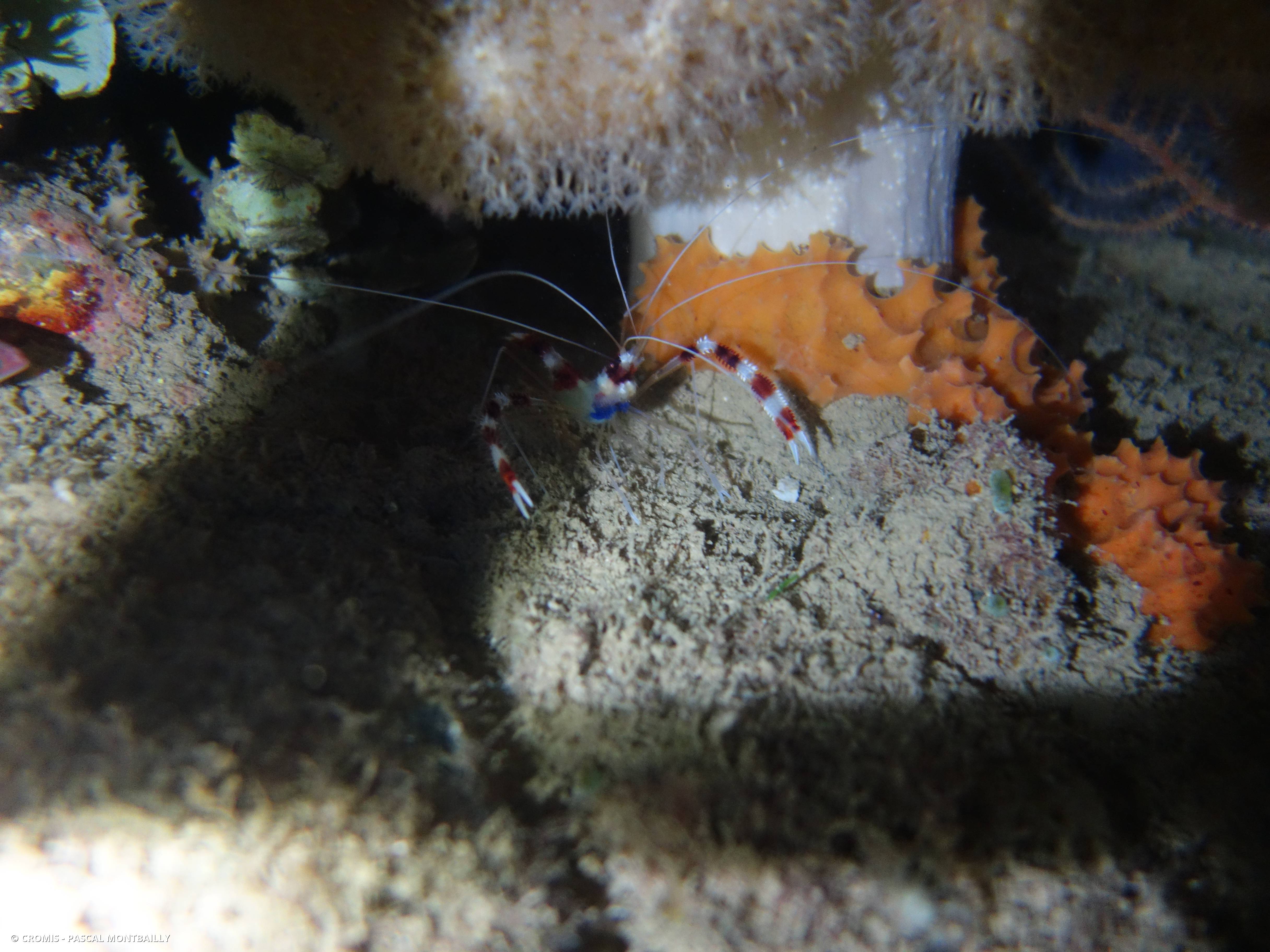 Grande crevette nettoyeuse