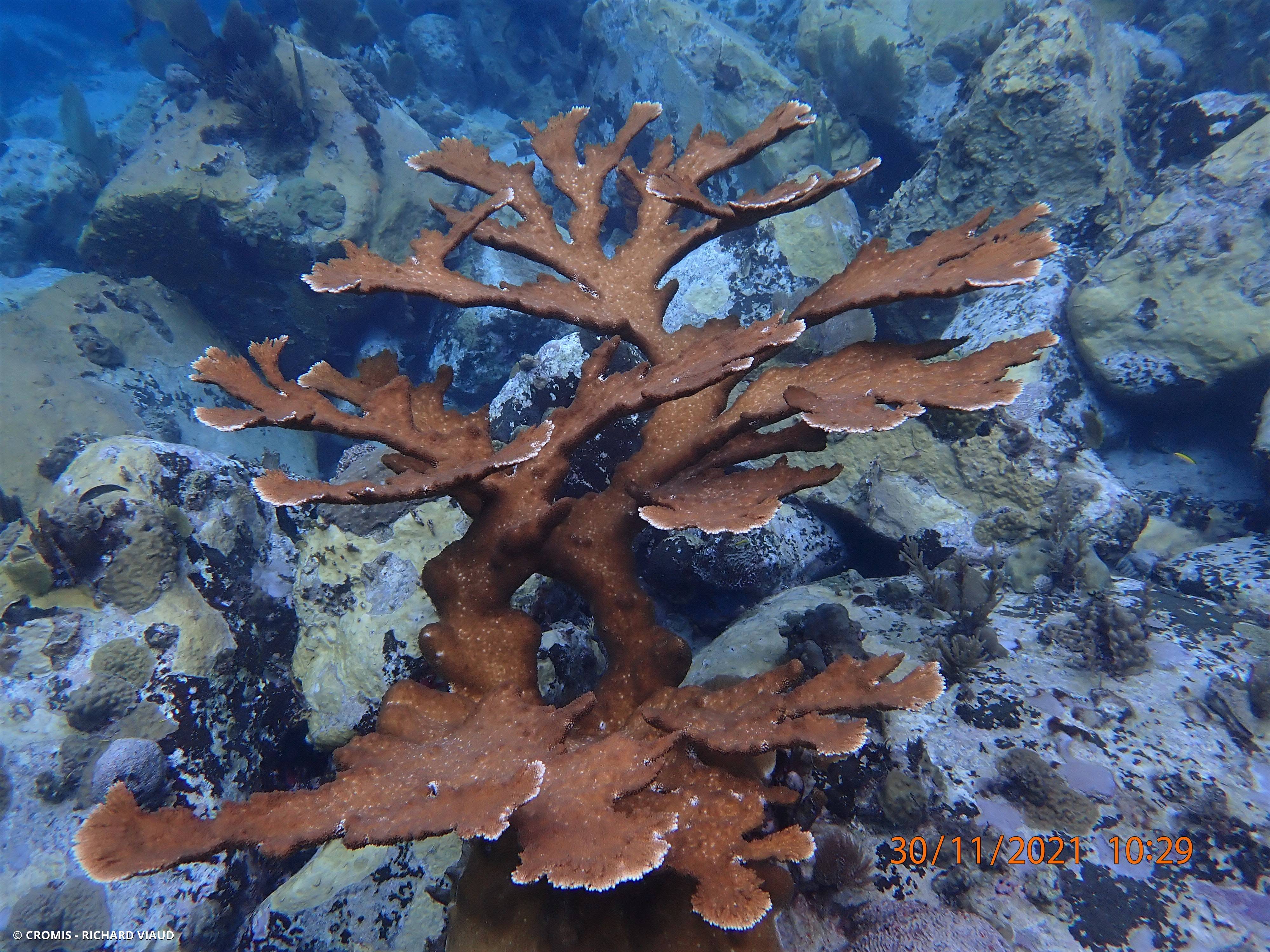 Corail corne d'élan