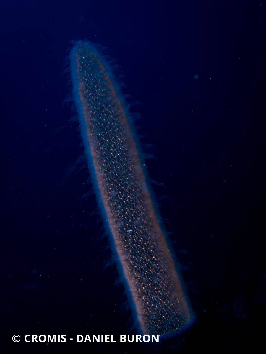 Pyrosome