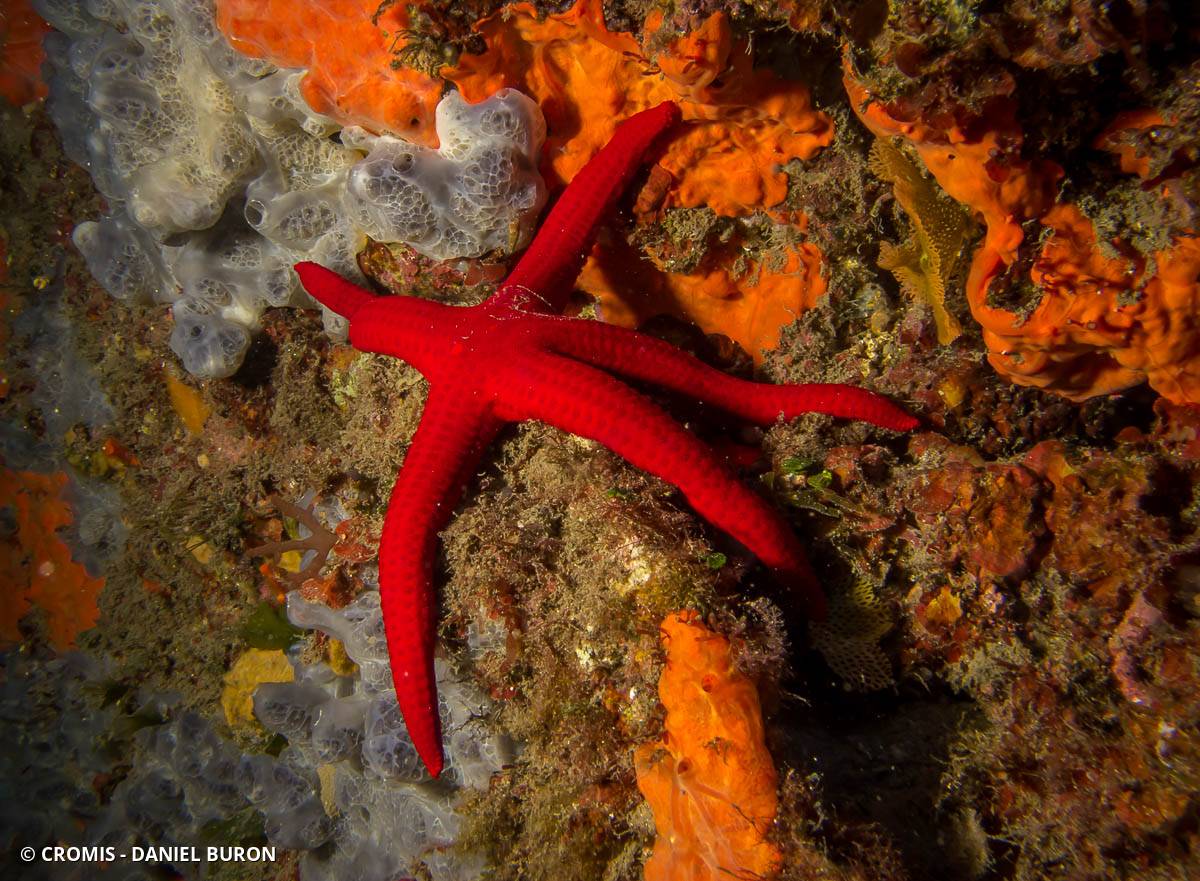 Etoile de mer lisse