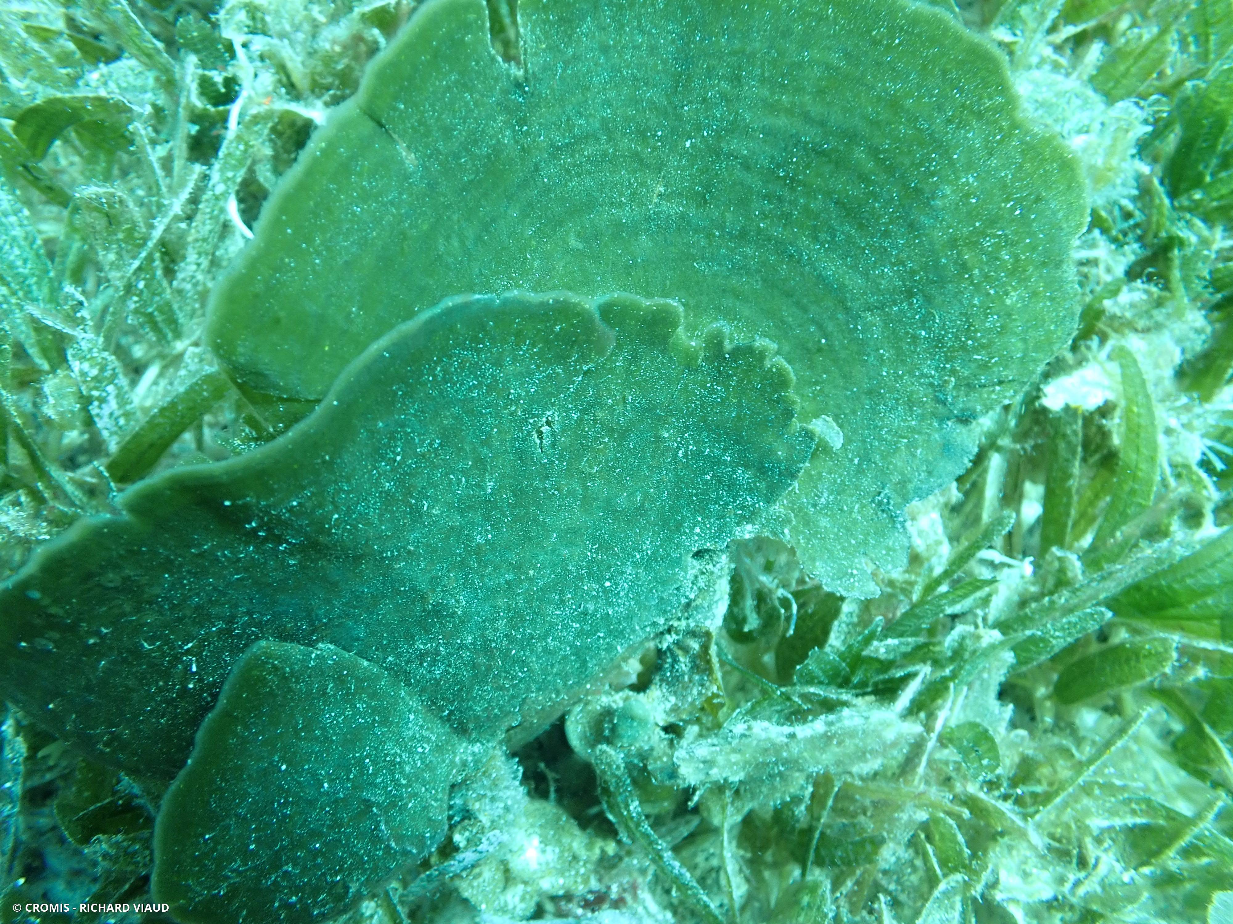 Algue pagaie
