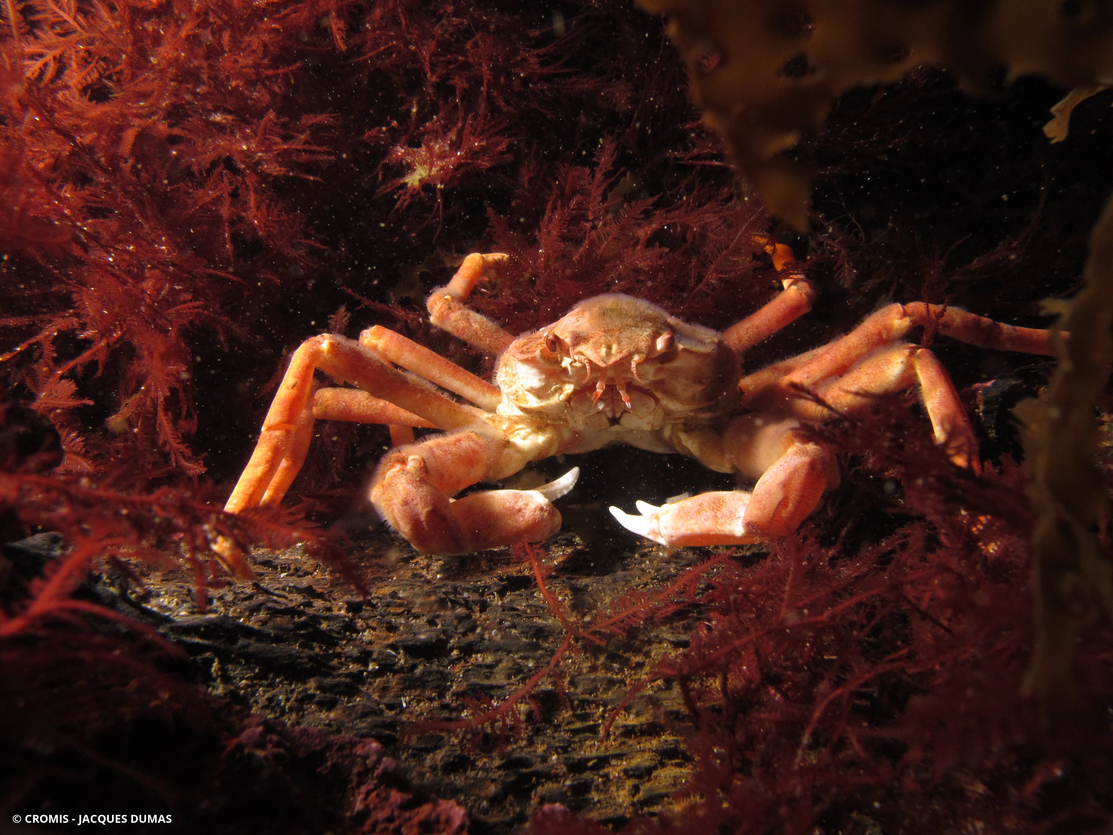 Crabe araignée