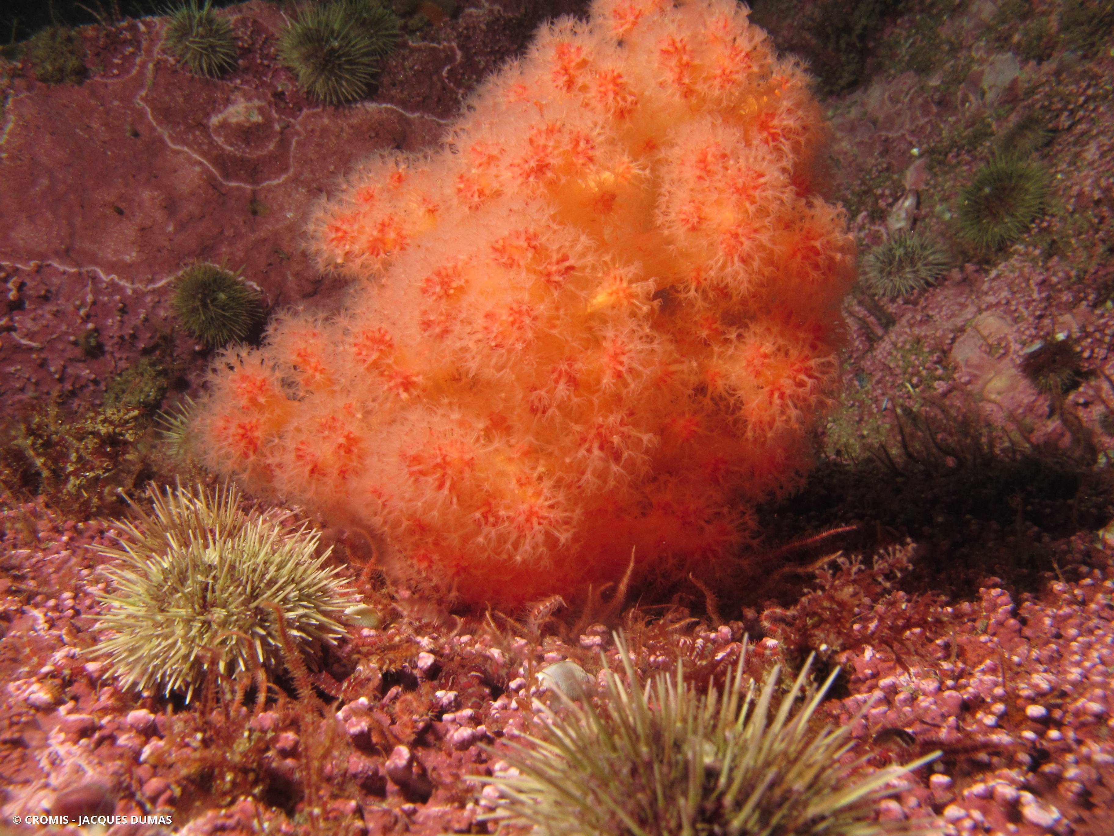 Framboise de mer