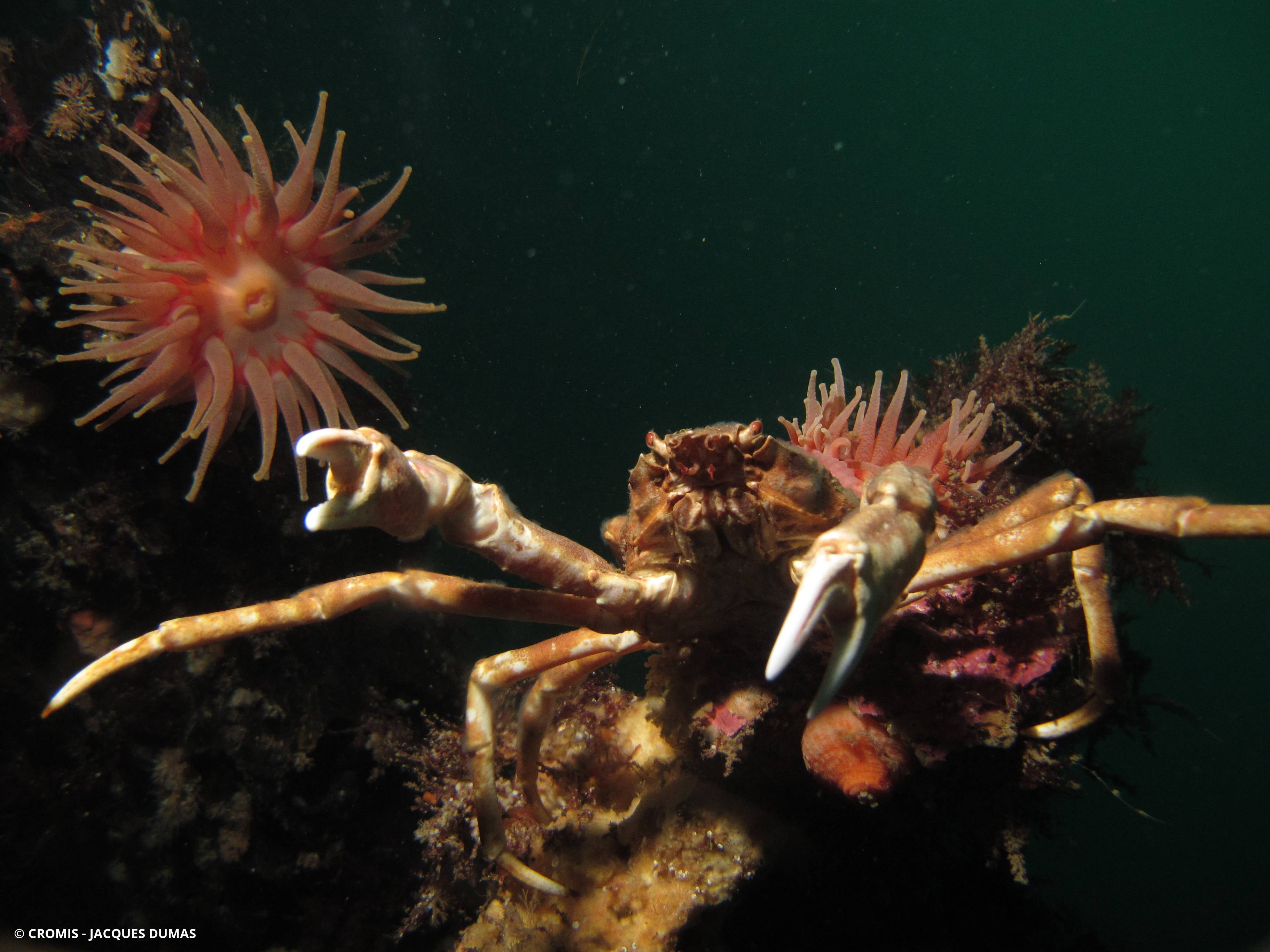 Crabe araignée