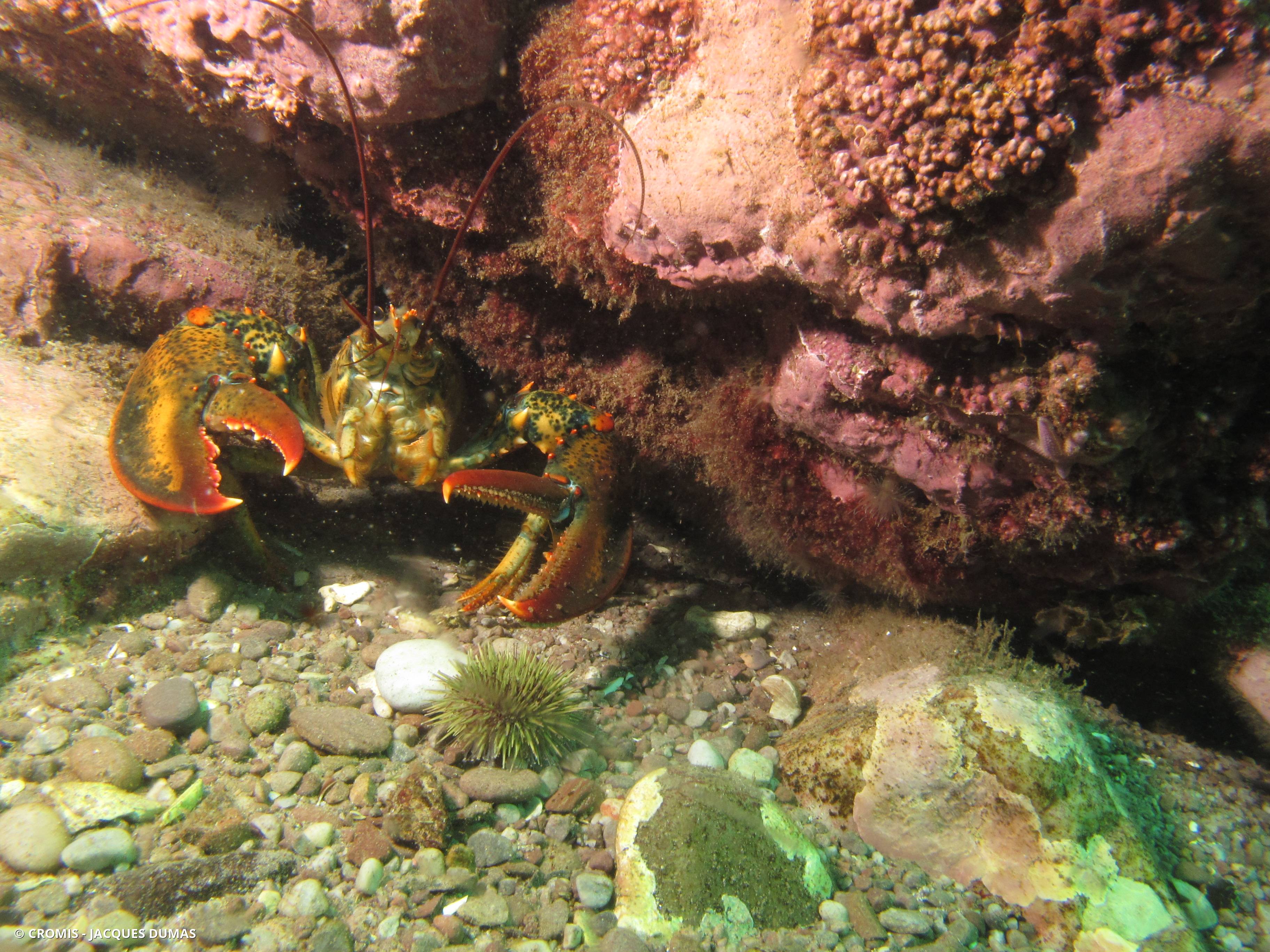 Homard américain