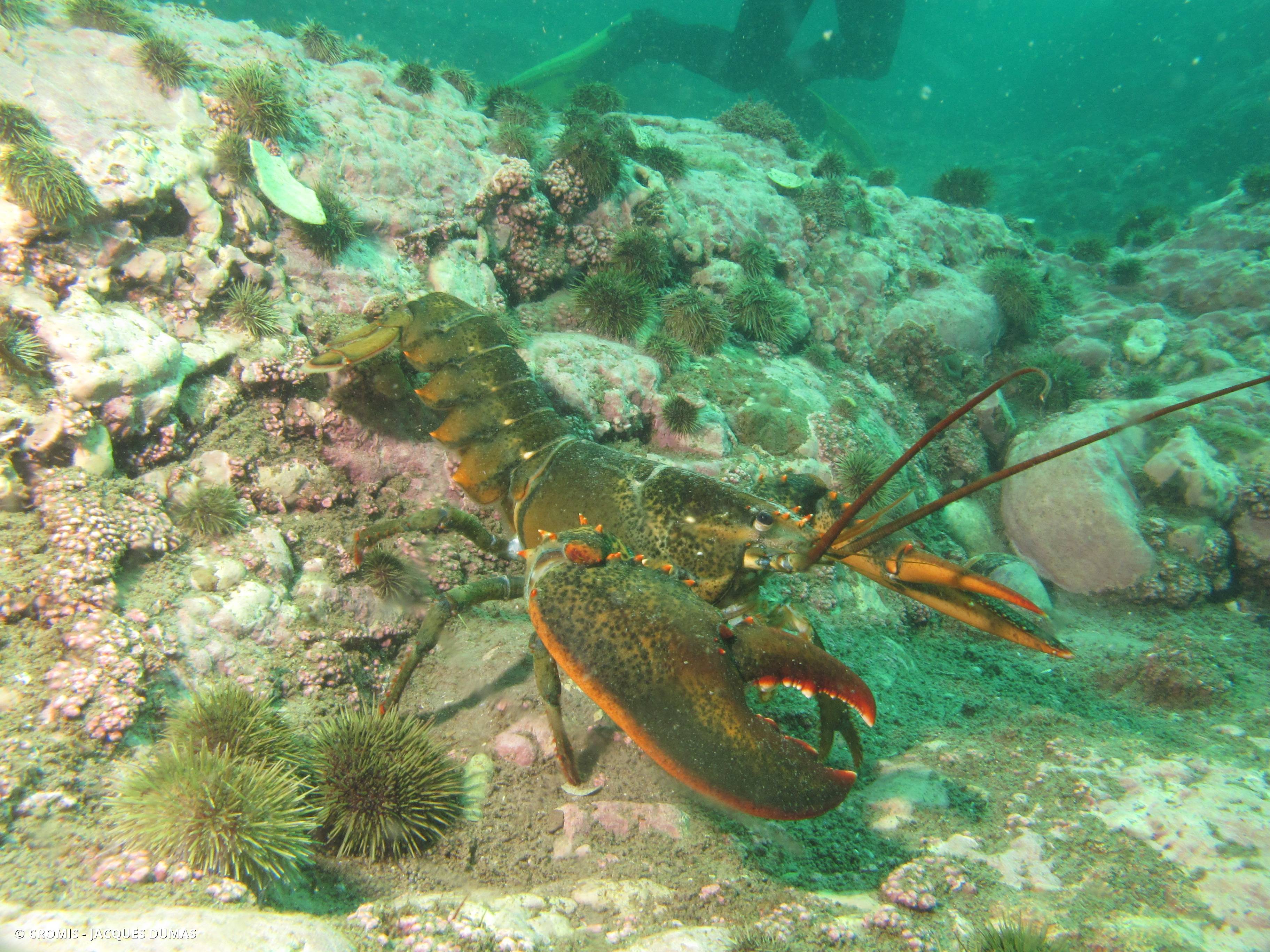 Homard américain