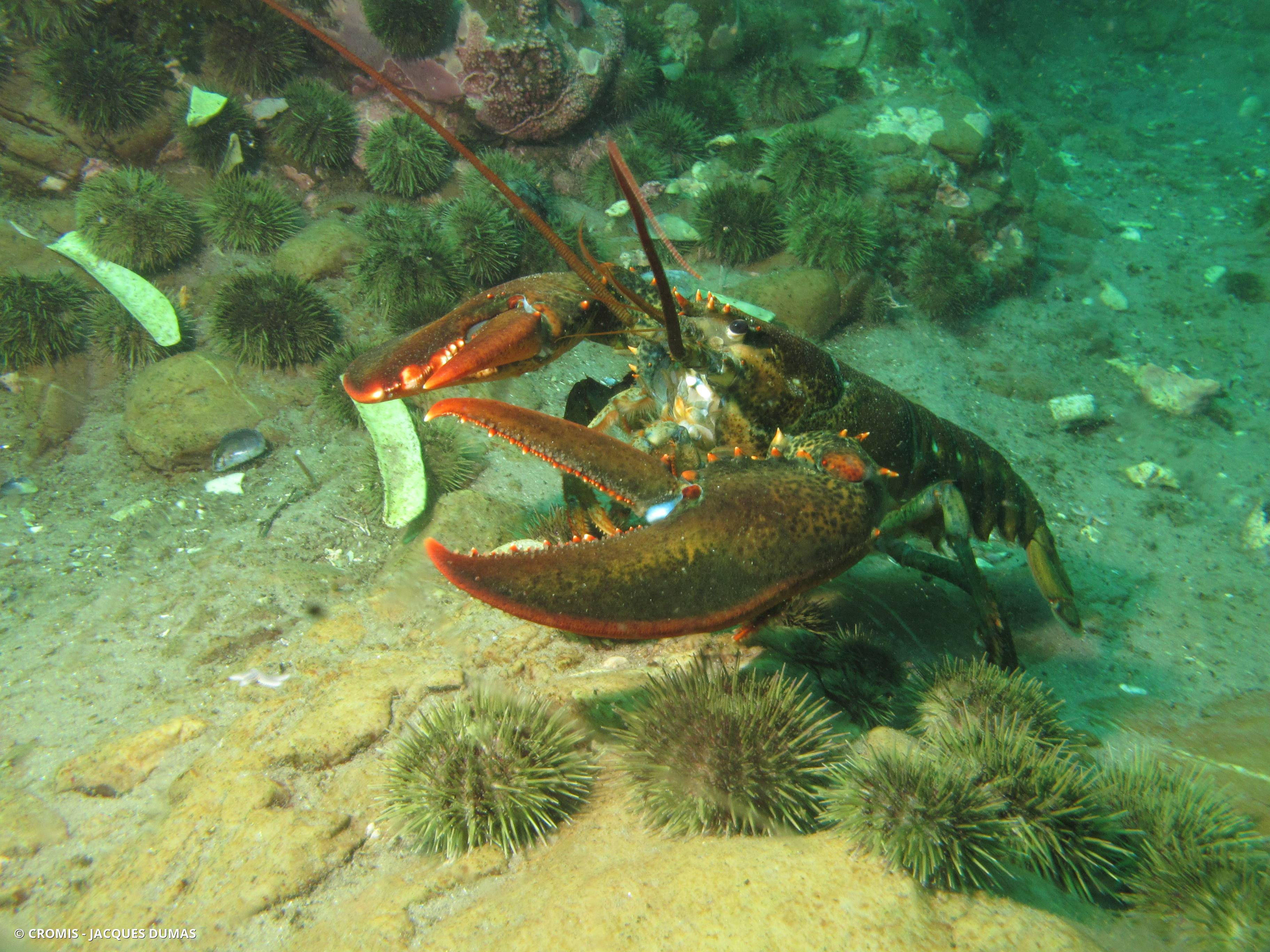 Homard américain