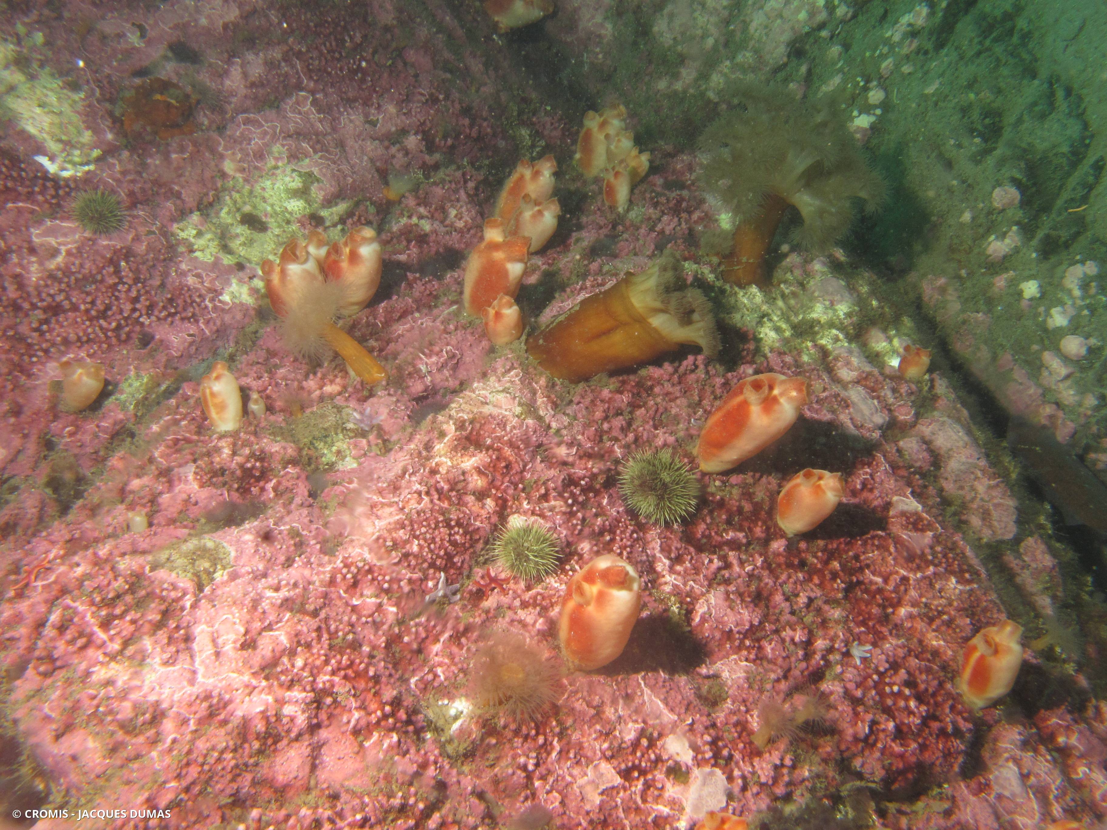 Pêche de mer