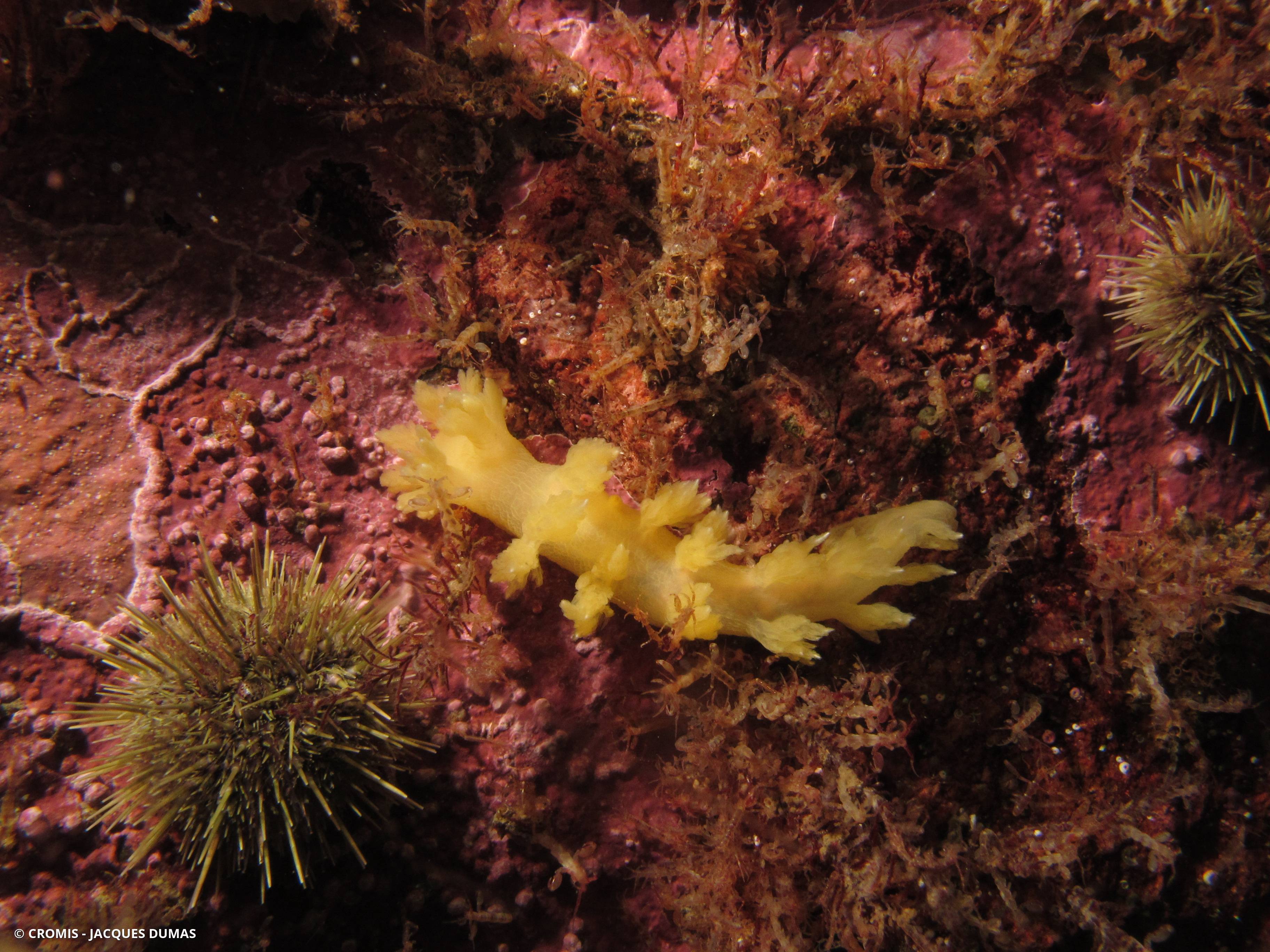 Limace arborescente