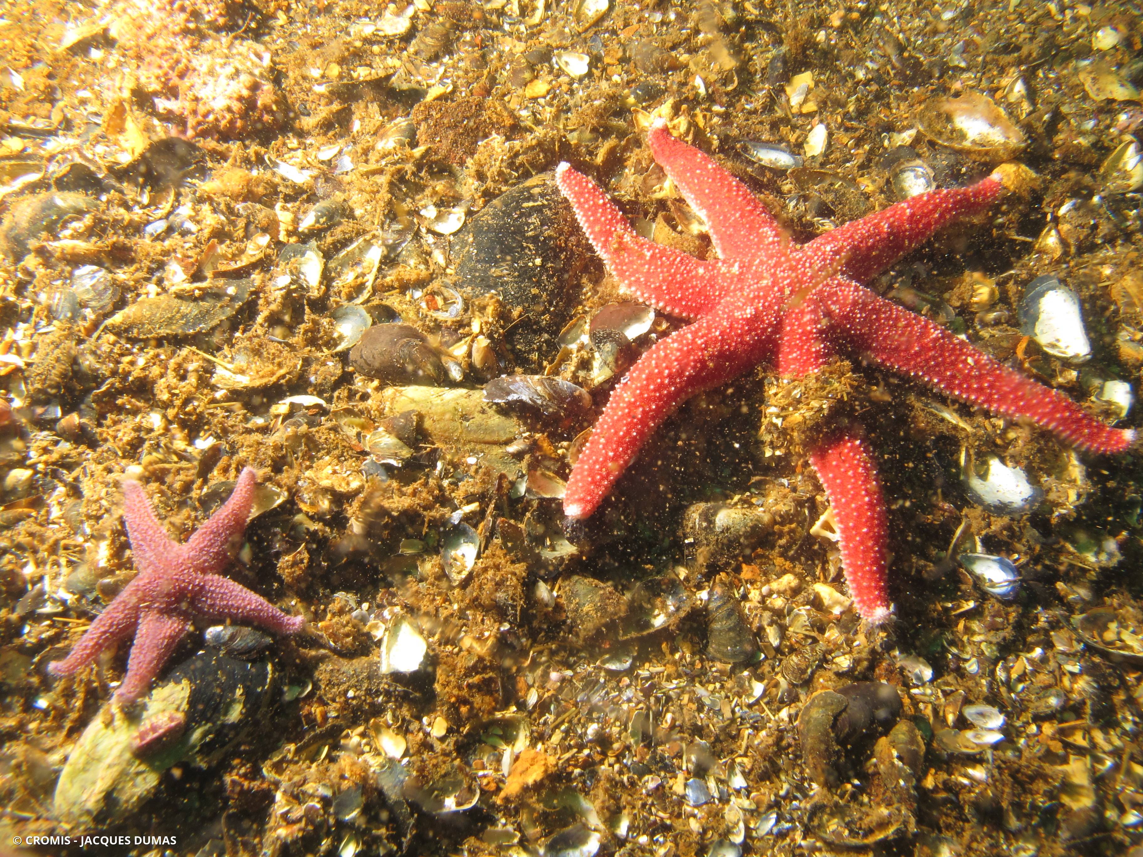 Étoile de mer polaire