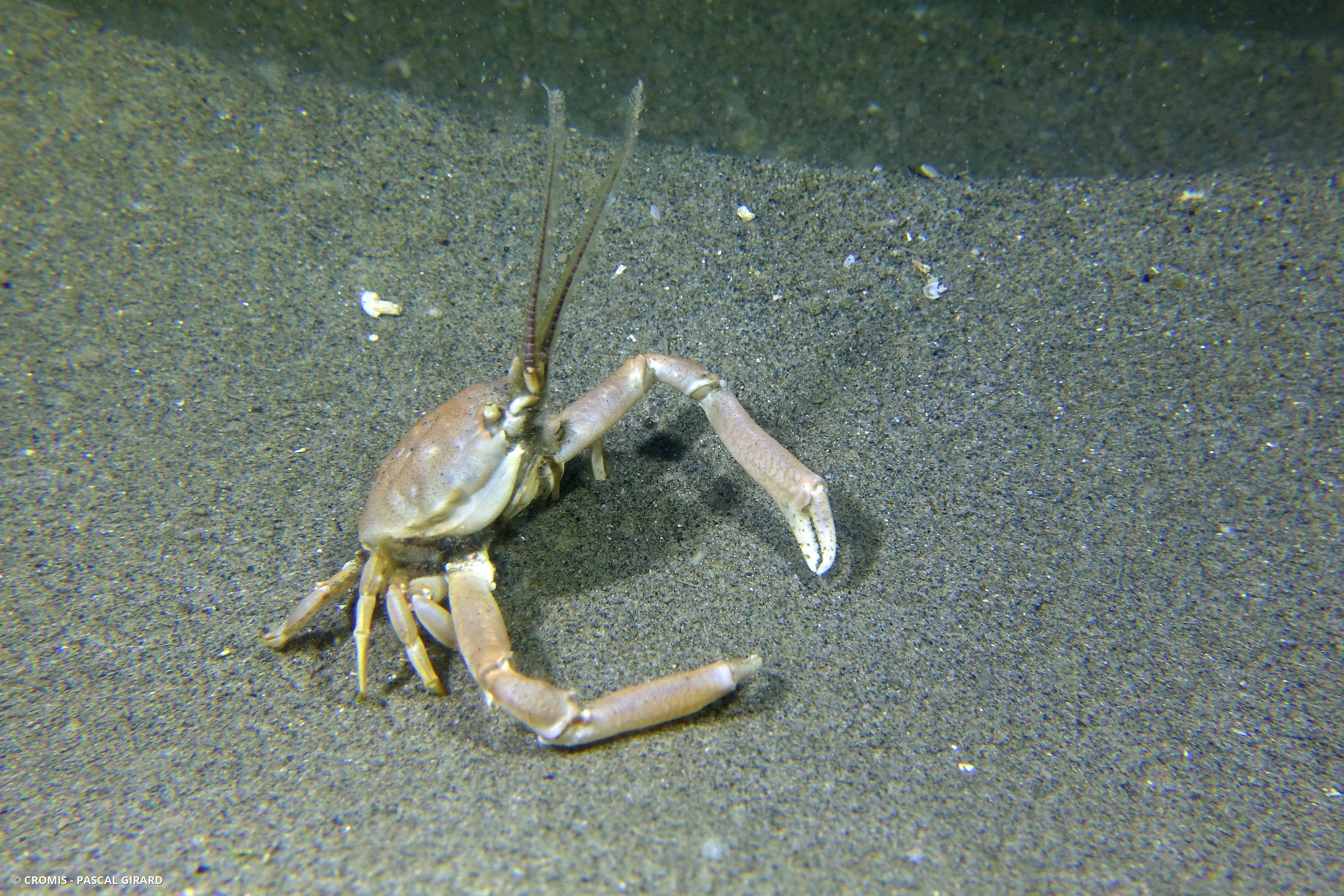 Crabe masqué