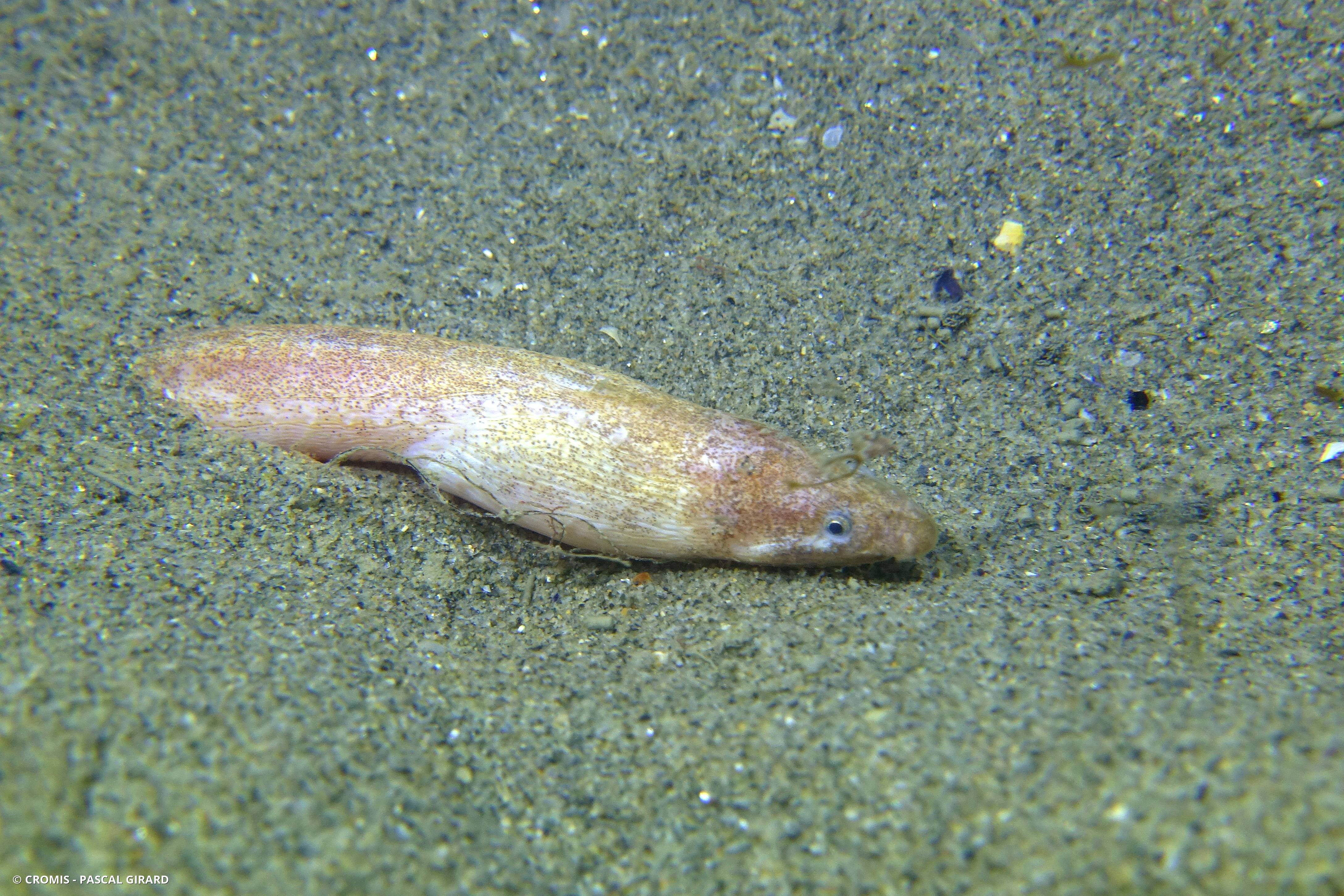 Serpenton imberbe