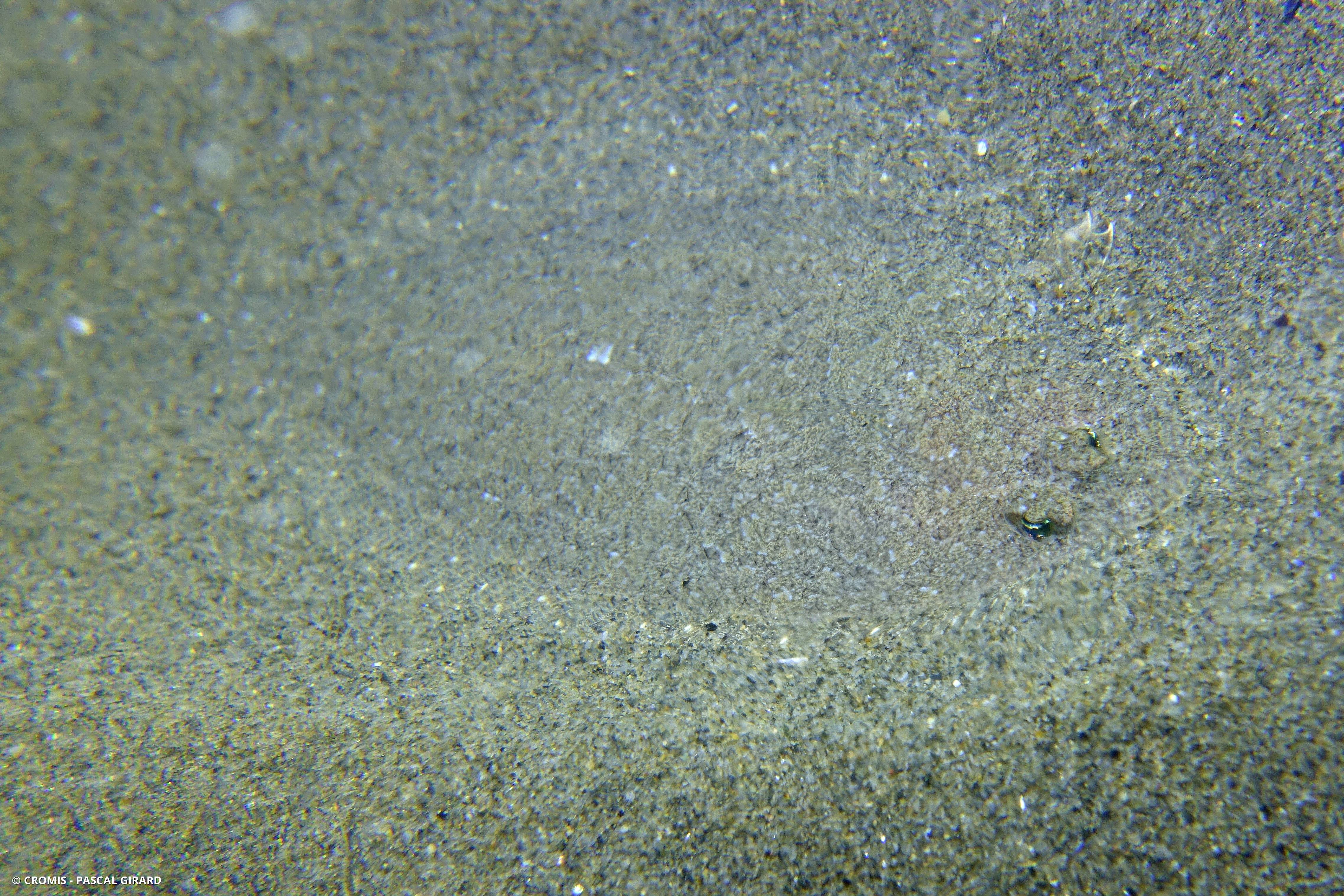 Arnoglosse lanterne