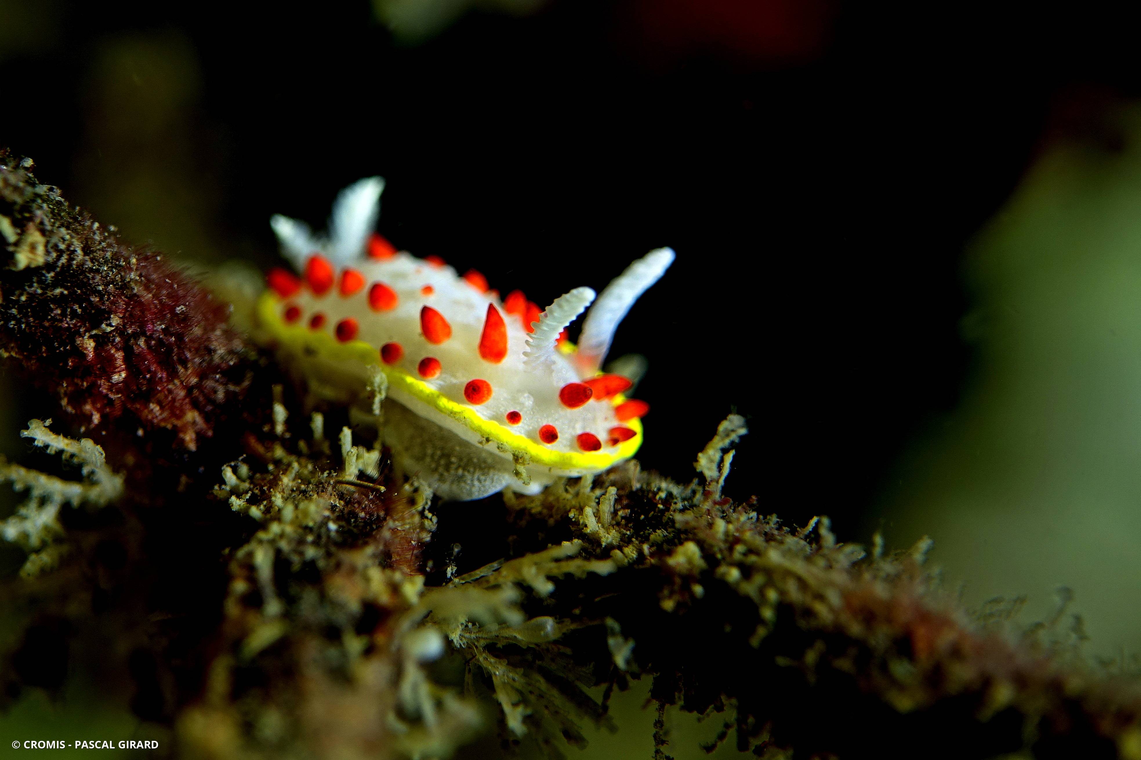 Doris à papilles rouges