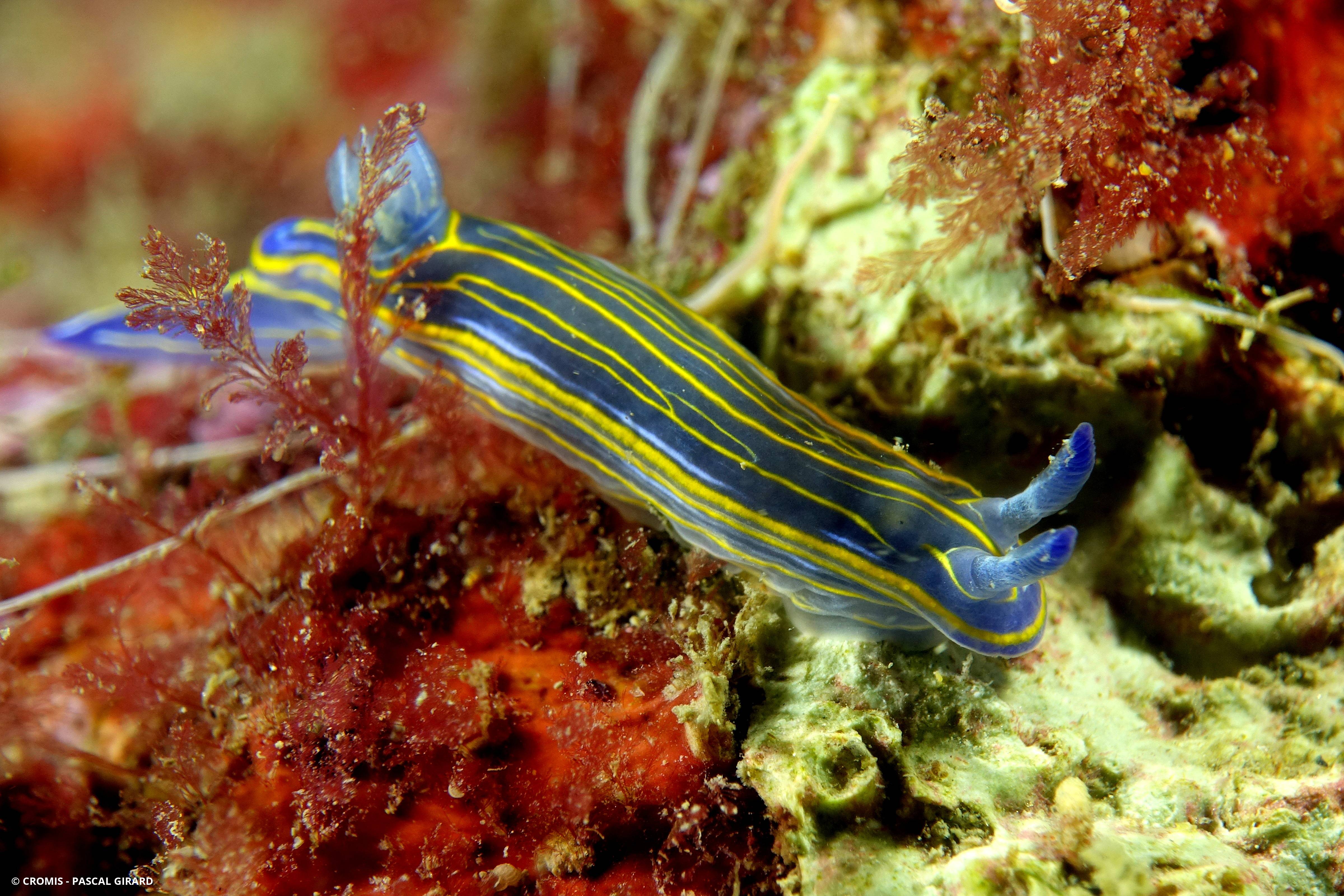 Doris de Villefranche