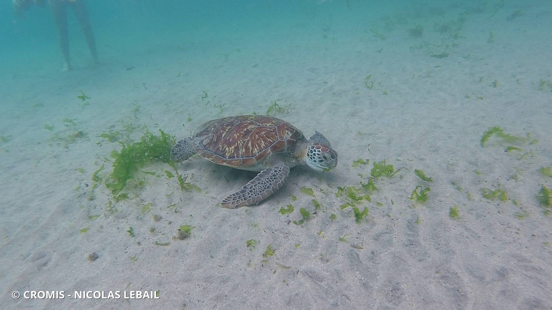 Tortue verte