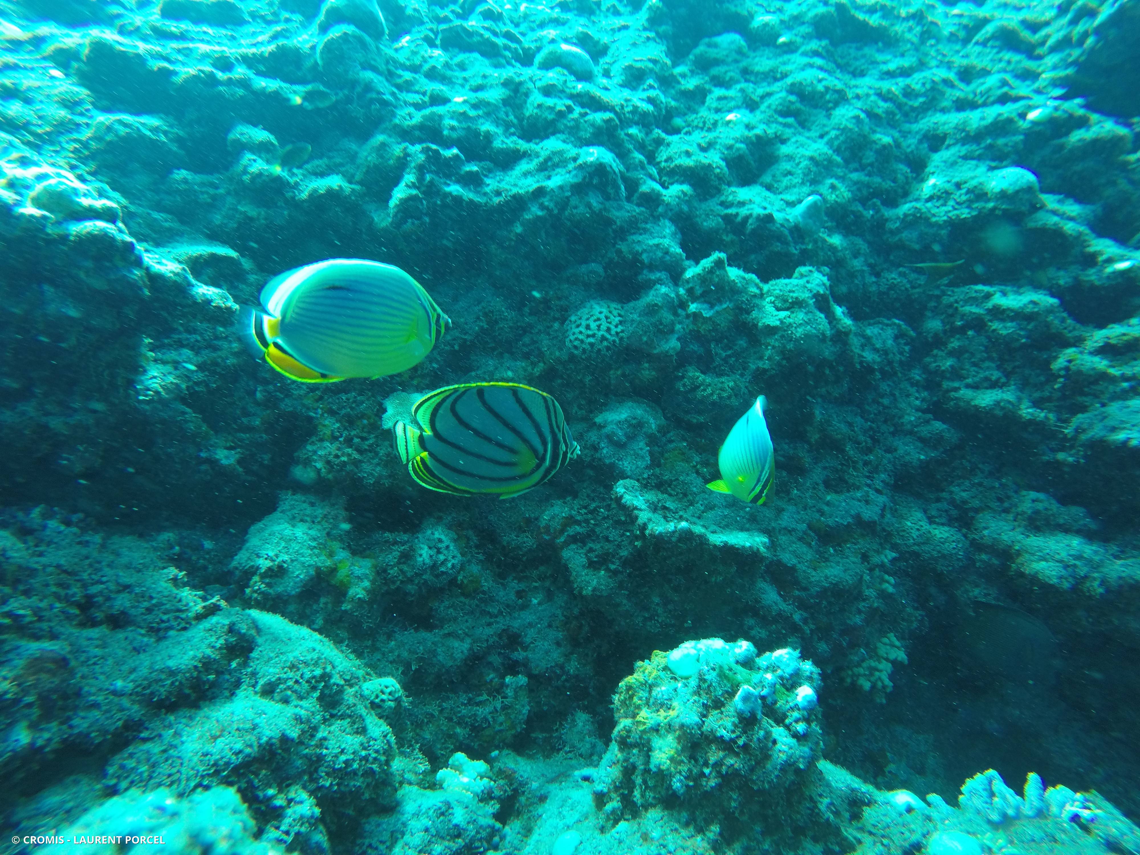 Poisson-papillon côtelé indien