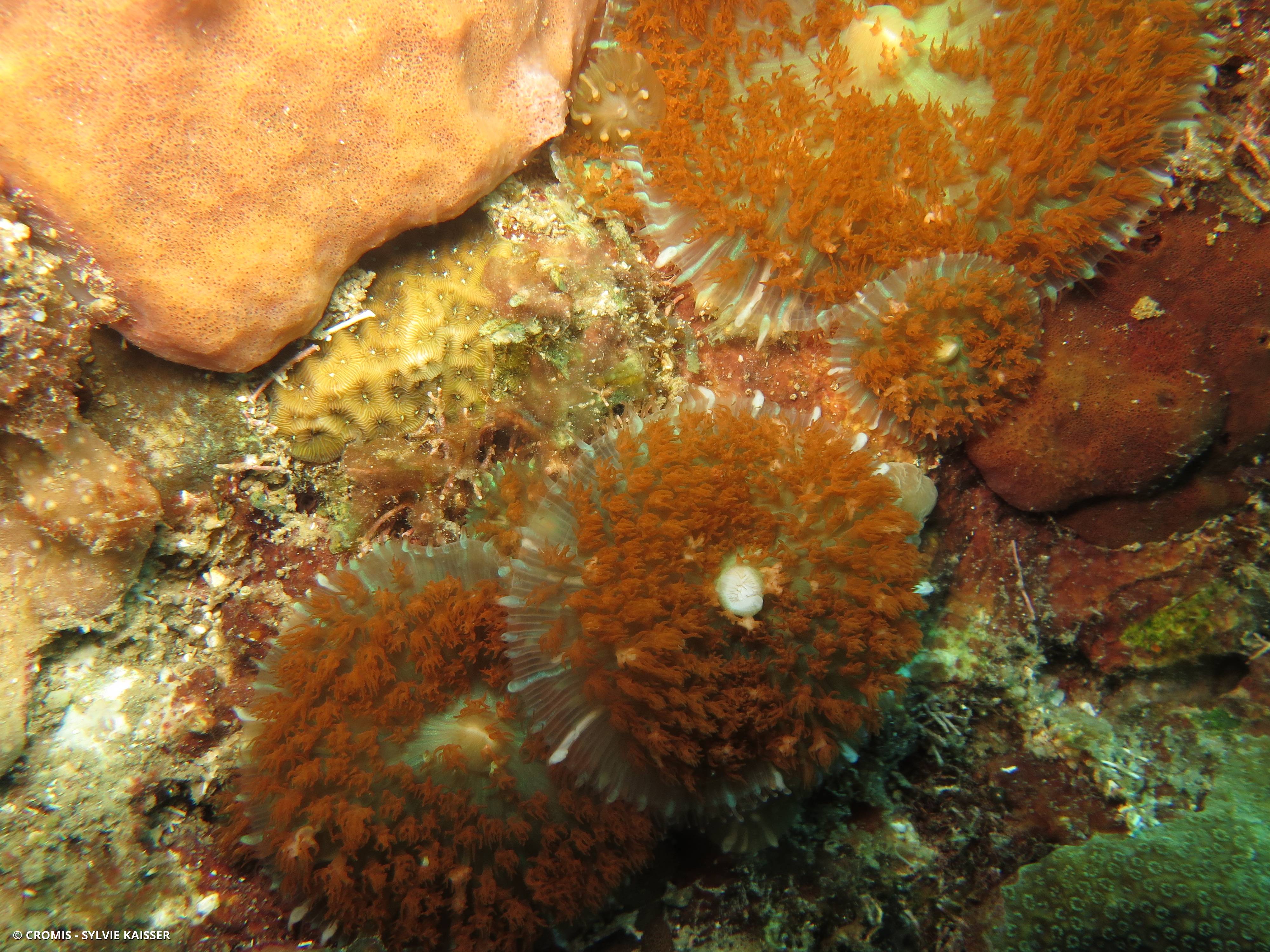Corallimorphaire verruqueux
