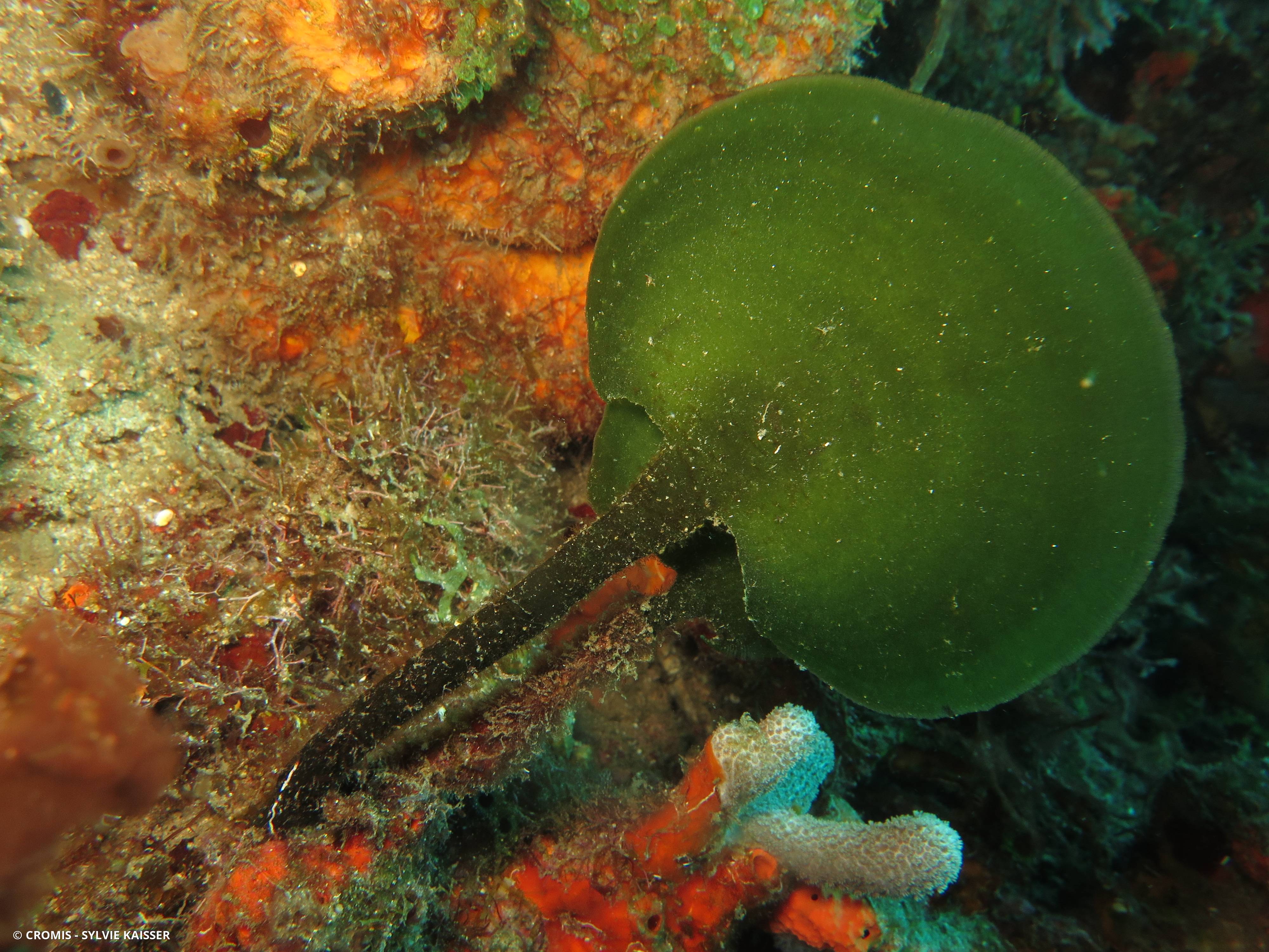 Algue pagaie