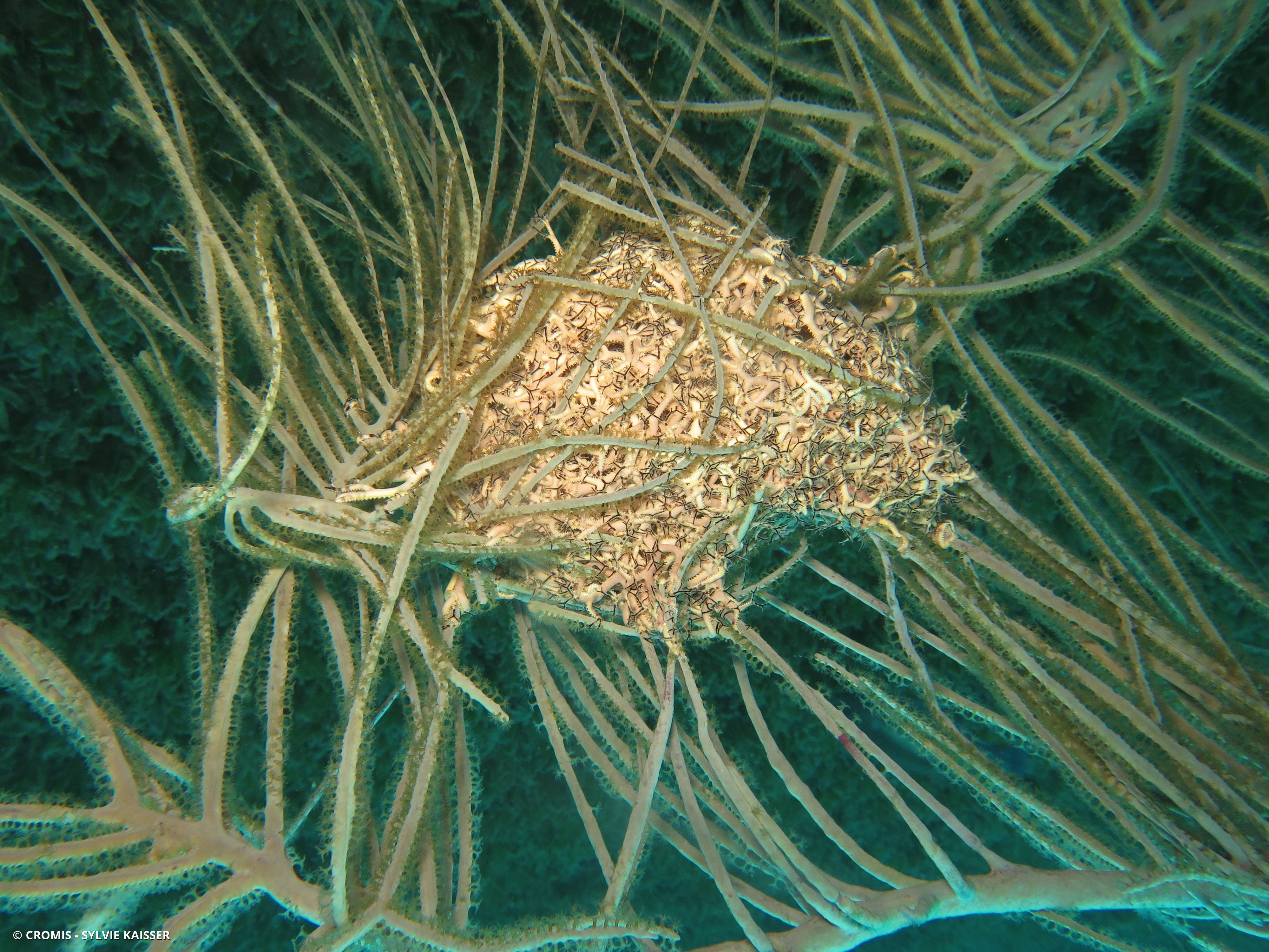 Gorgonocéphale géant