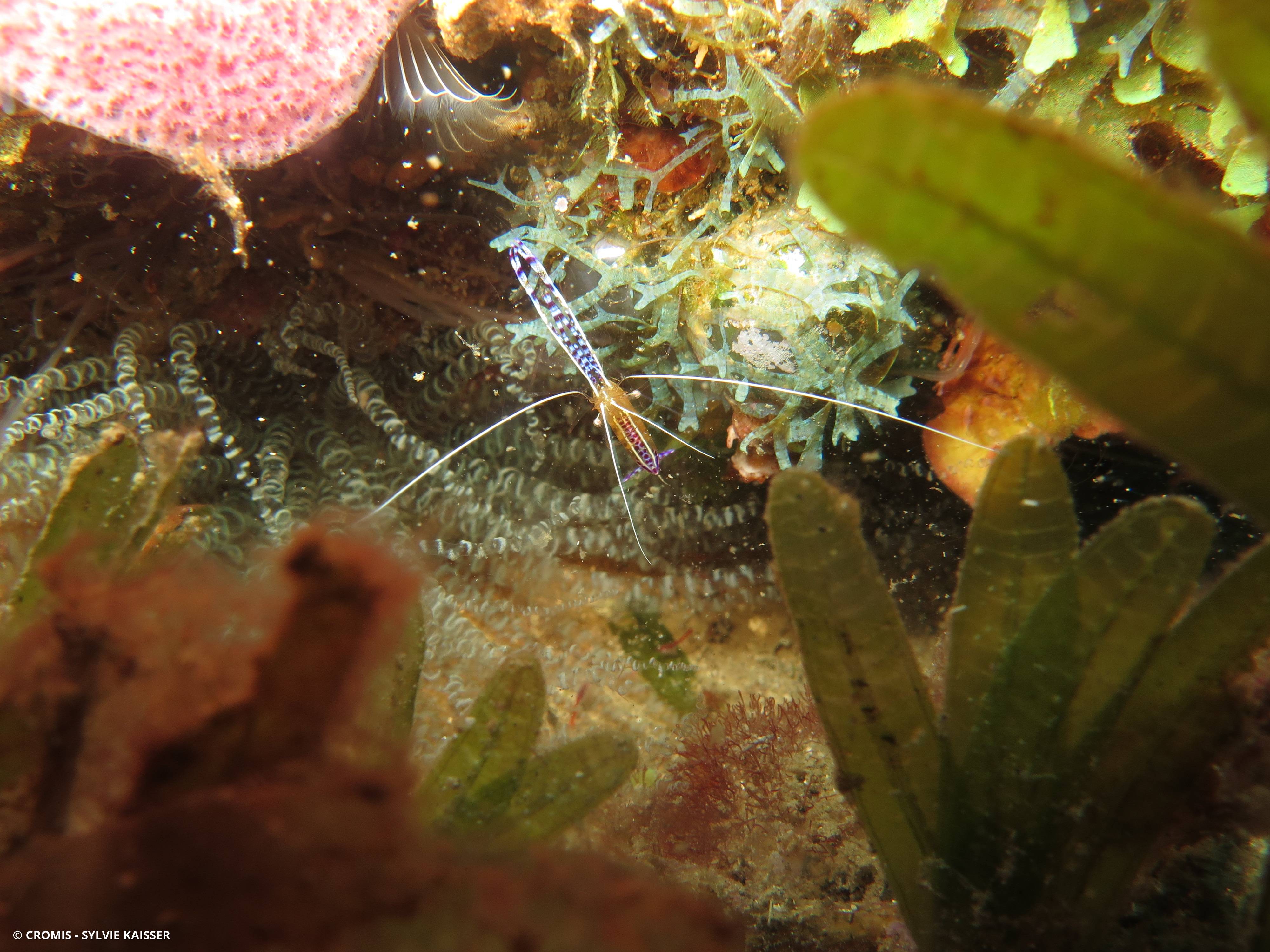 Crevette nettoyeuse de Pederson