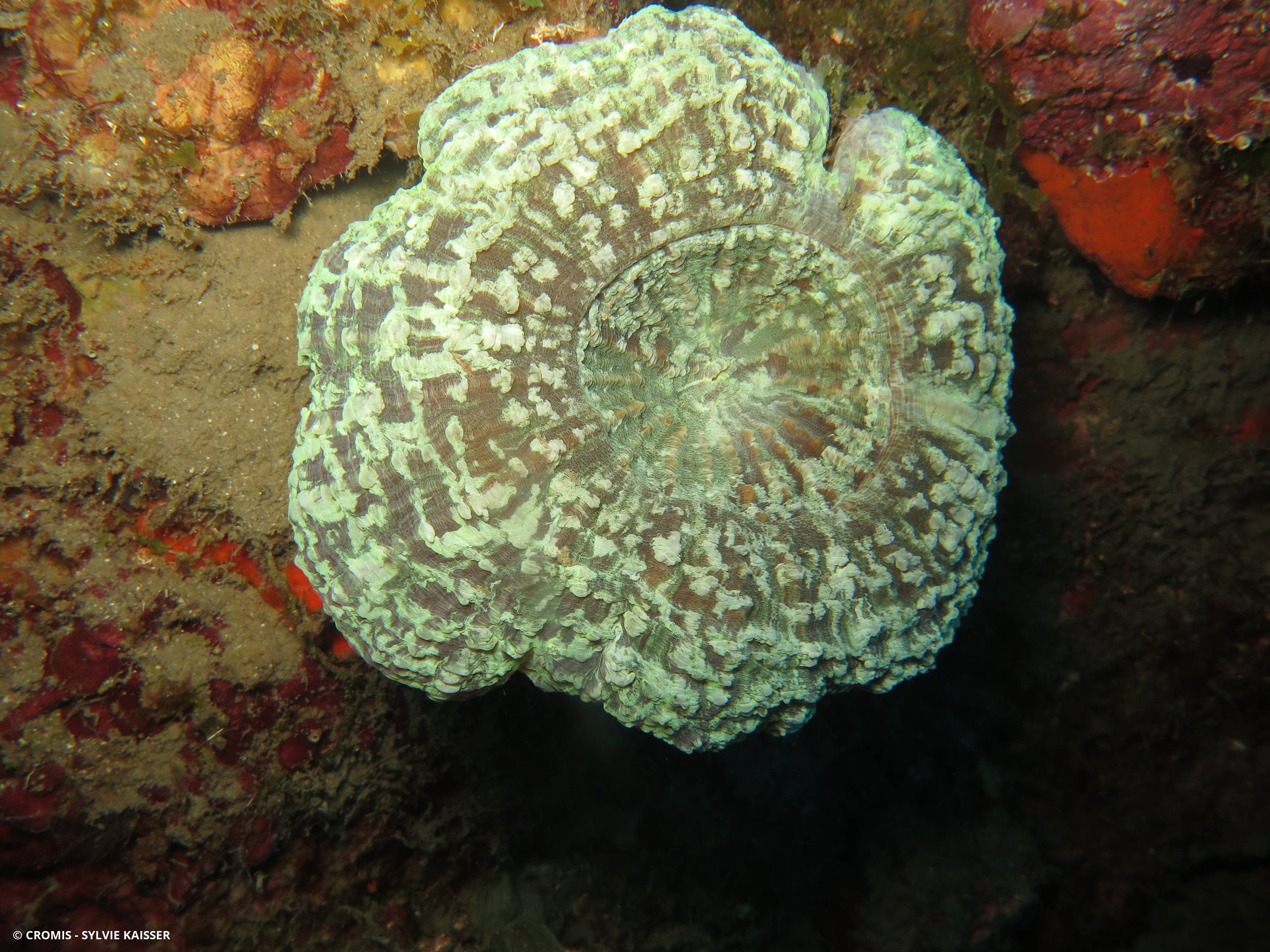 Corail fleur épineux