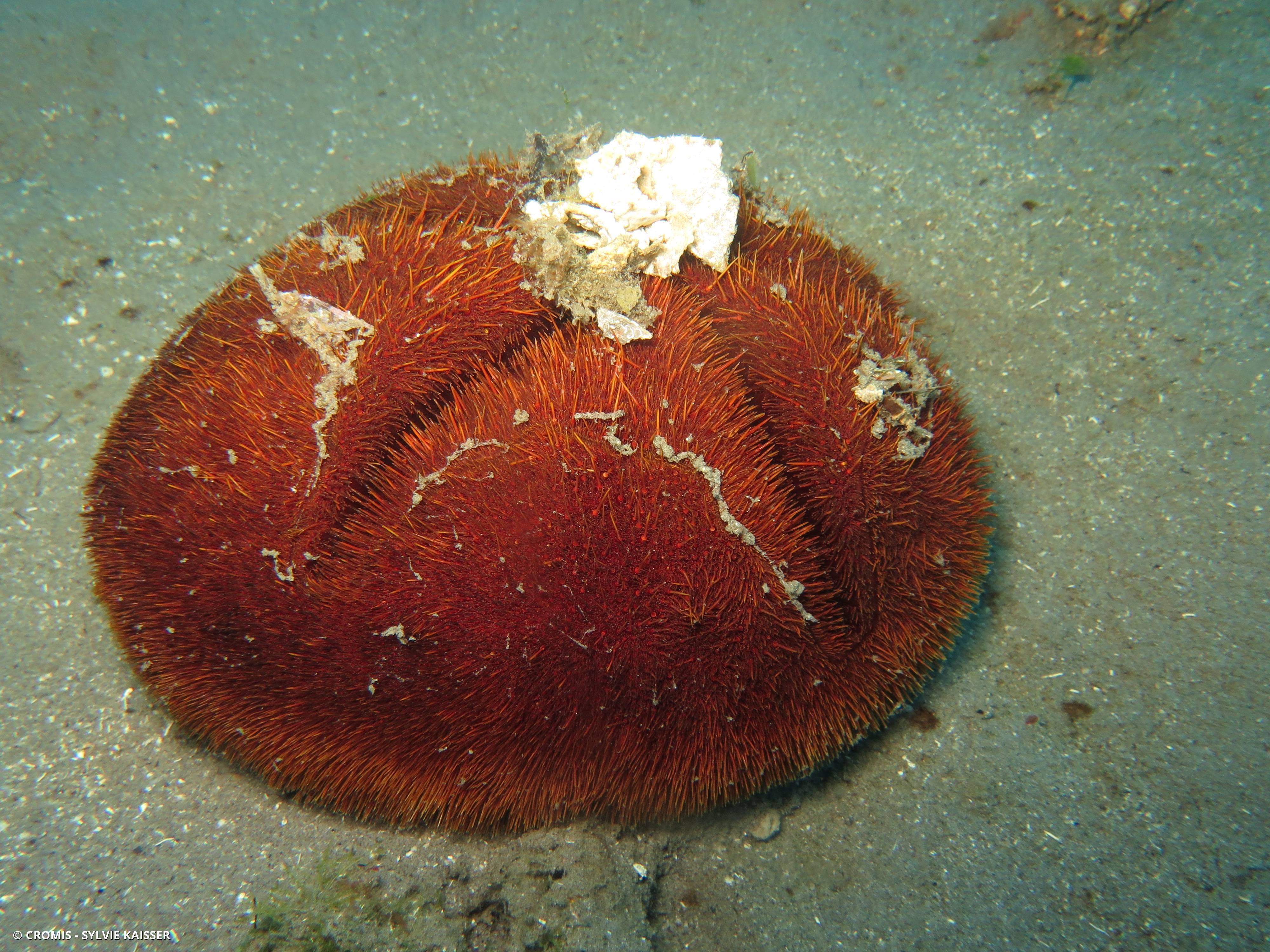Spatangue rouge