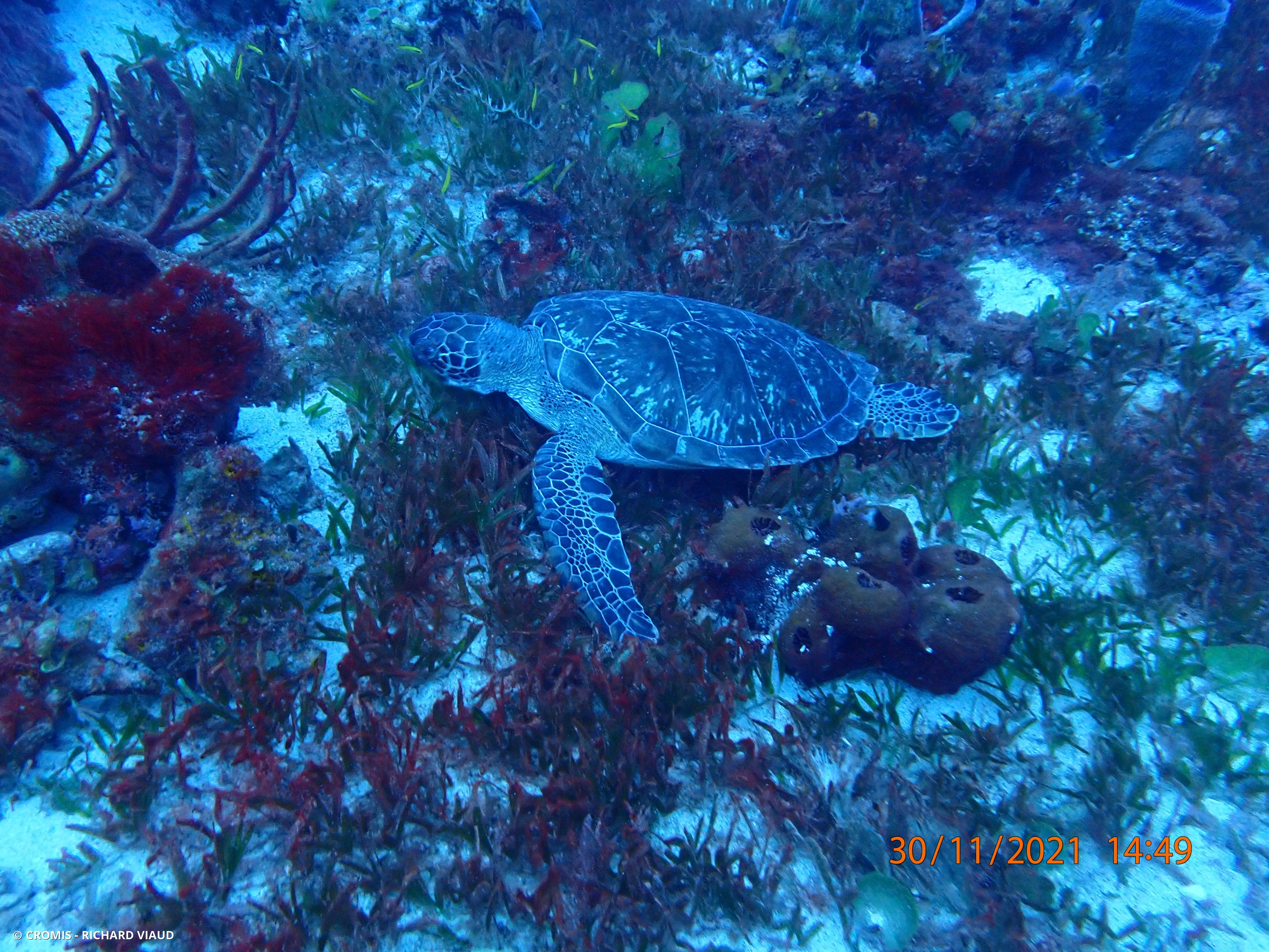 Tortue verte