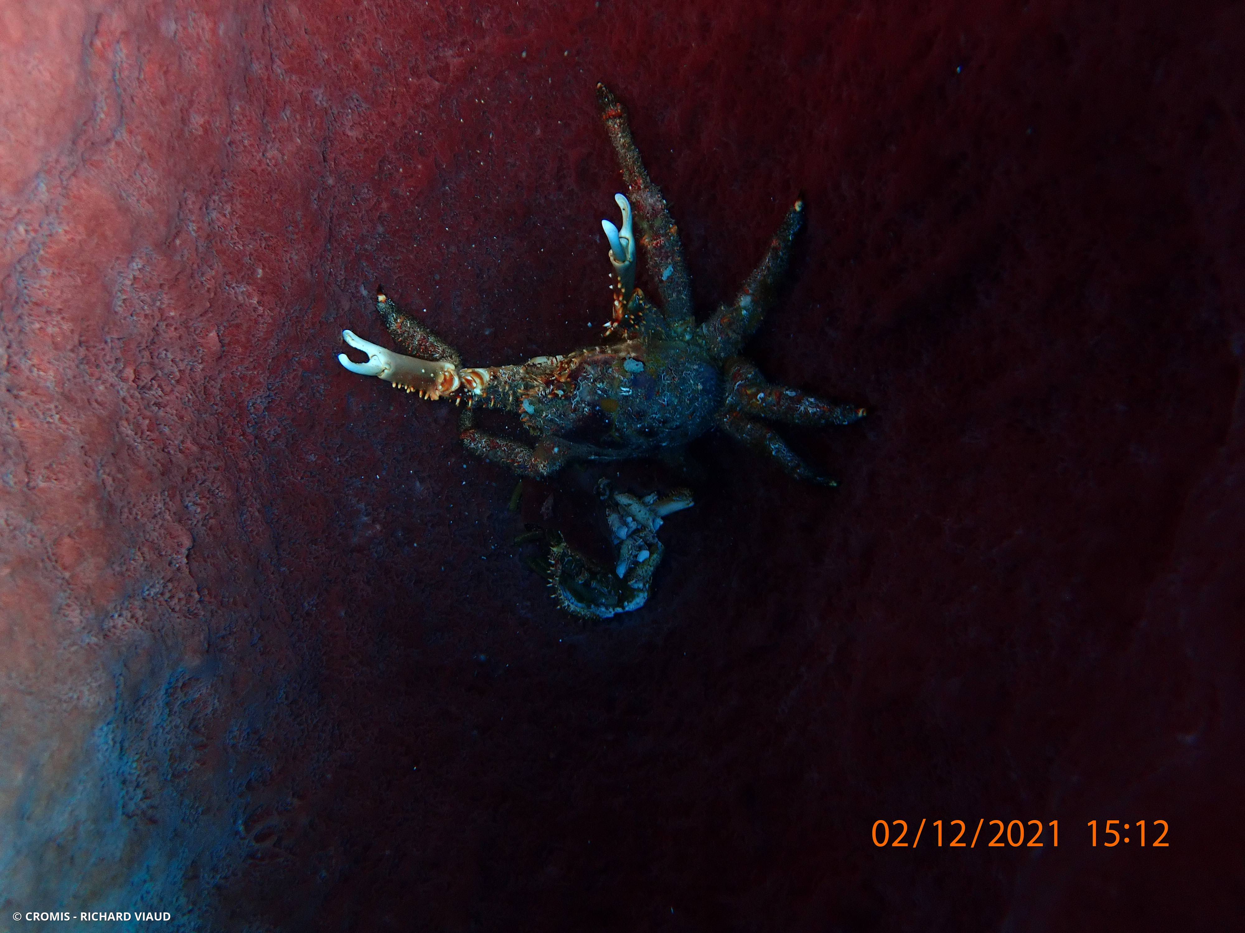 Araignée de mer verruqueuse