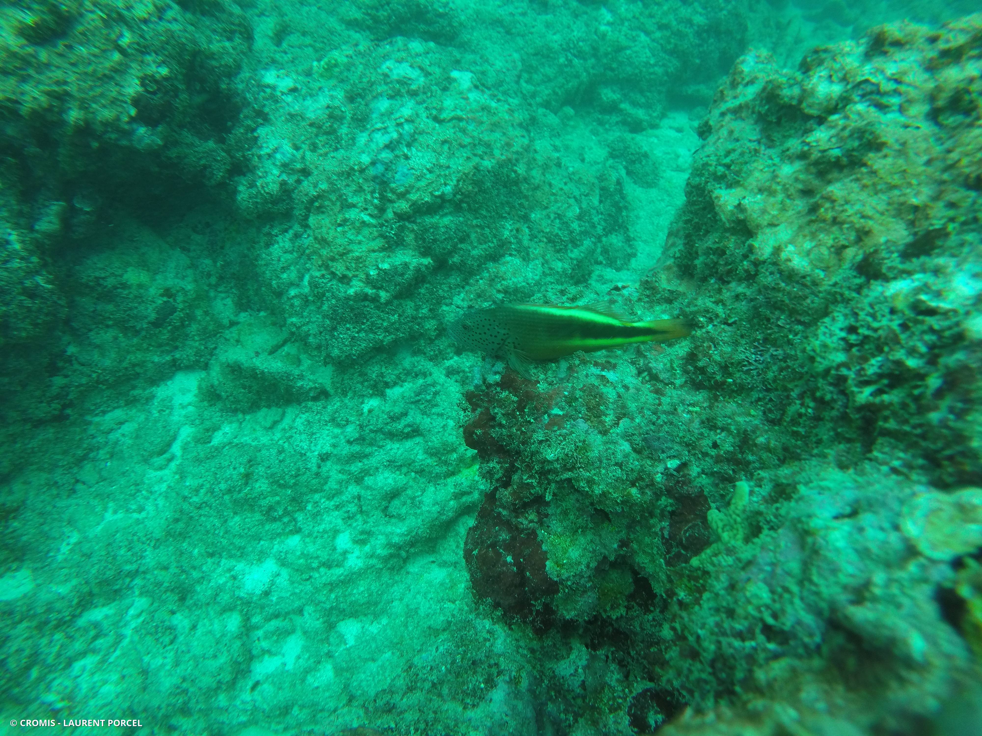 Poisson-faucon à taches de rousseur